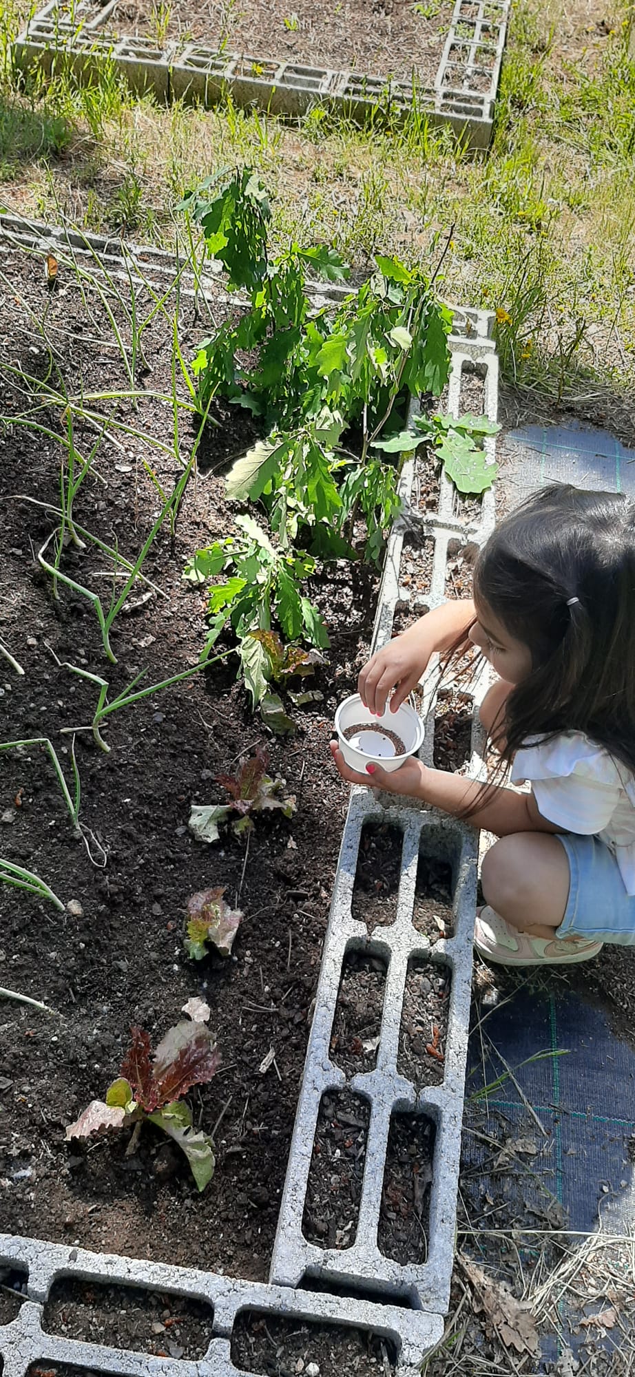 Rabanetes
Semeando rabanetes ao lado do cebolo