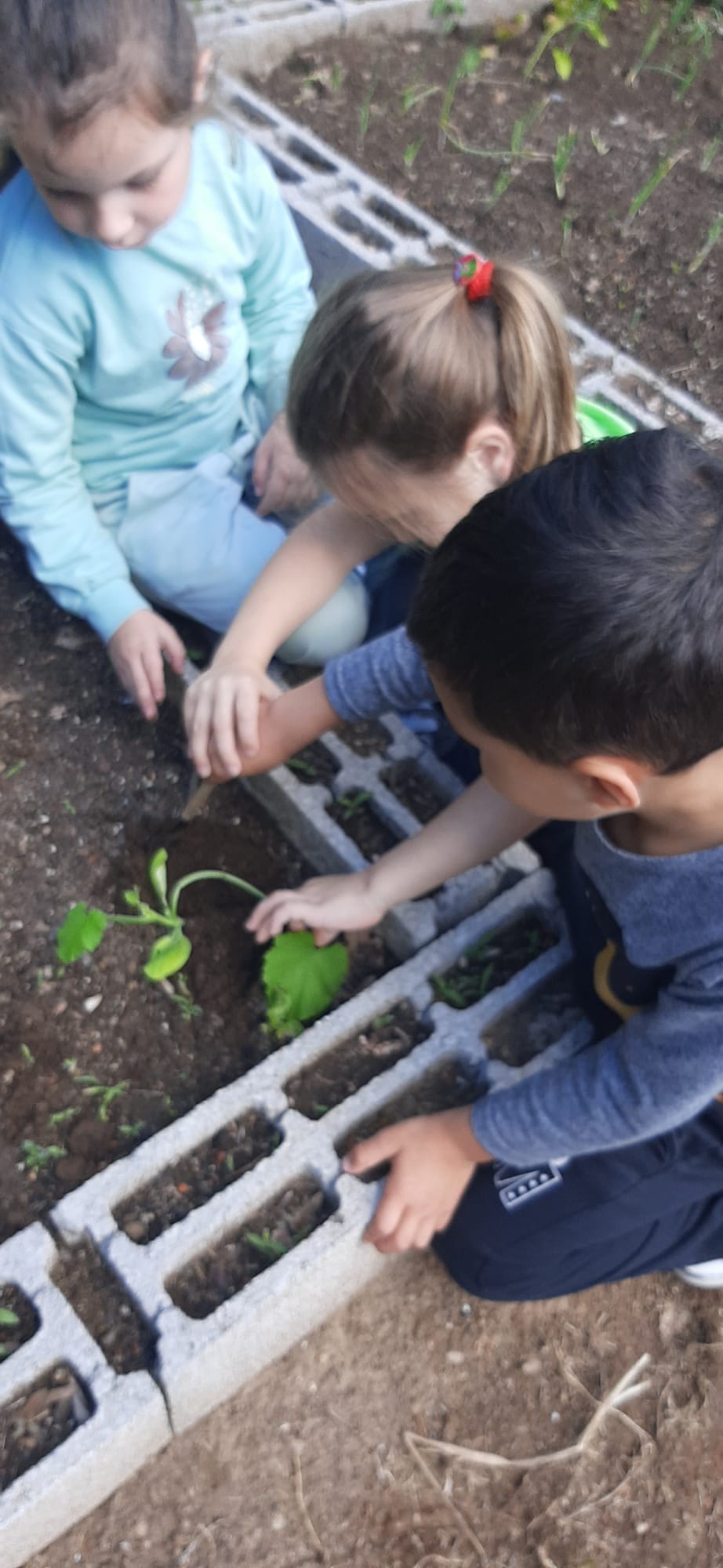 Plantando pepinos
As crianças do jardim de infância já plantaram 3 vezes pepinos mas os coelhos gostam muito deles!