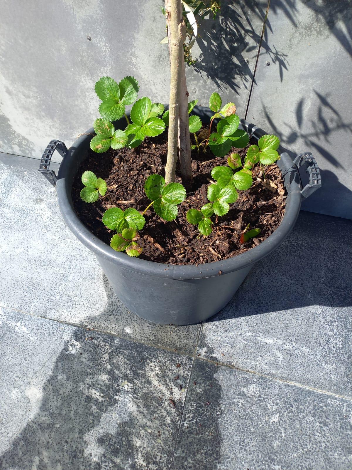 Os morangueiros plantados nos vasos das oliveiras