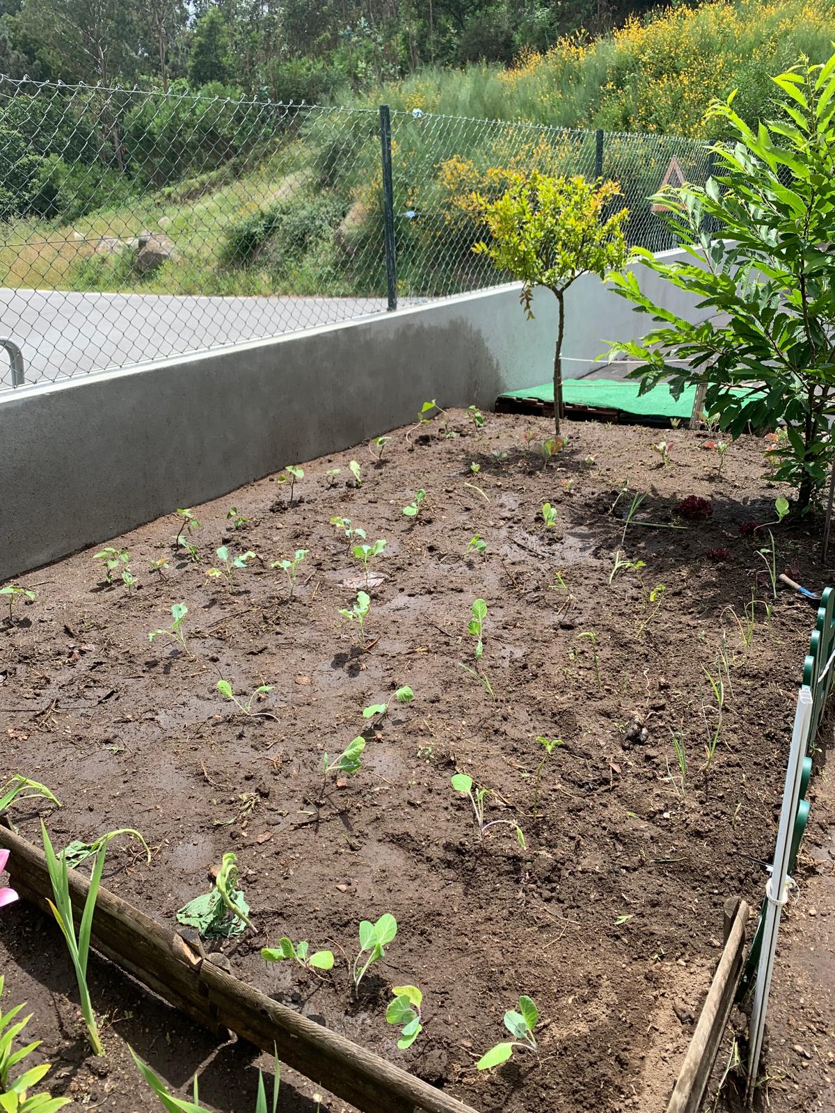 Renovação da horta em Maio