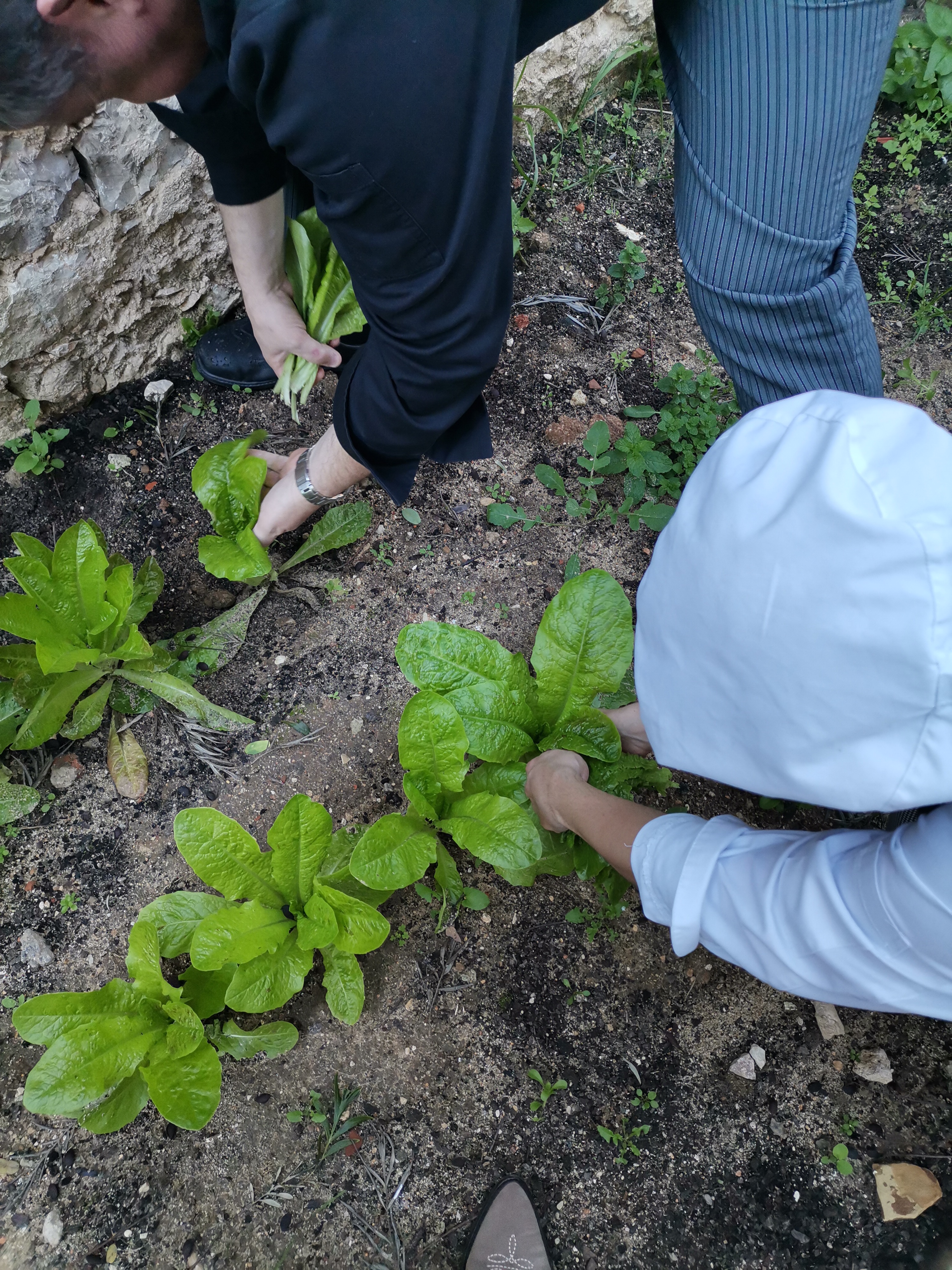 Como estas alfaces são de crescimento, fomos colher algumas folhas para a salada do self. Na terra, no caule  vão continuar a crescer mais folhas.