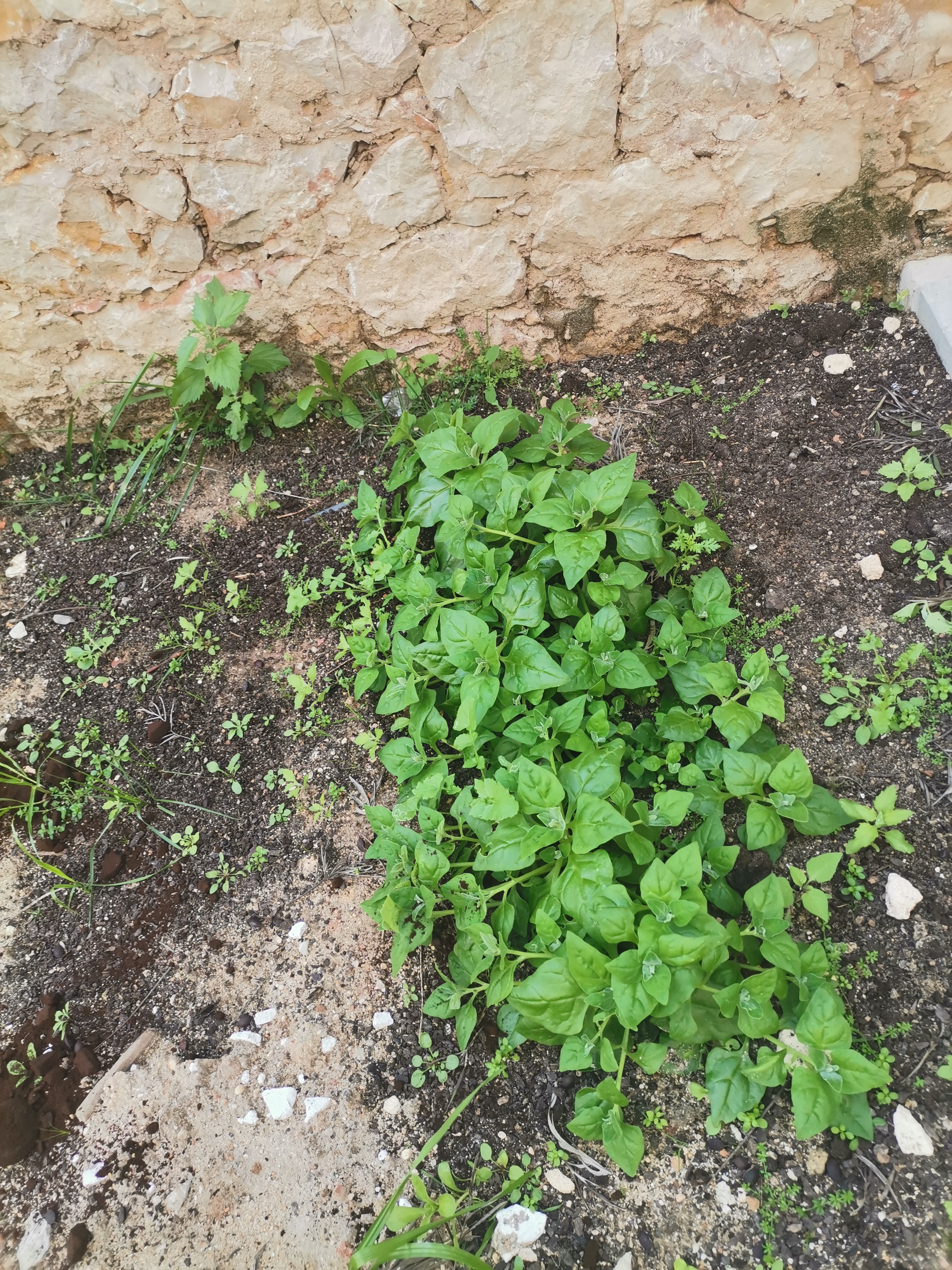 Como se percebe os espinafres gostaram do espaço e estão a crescer!