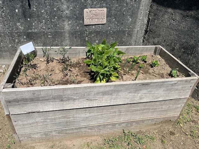 Legumes