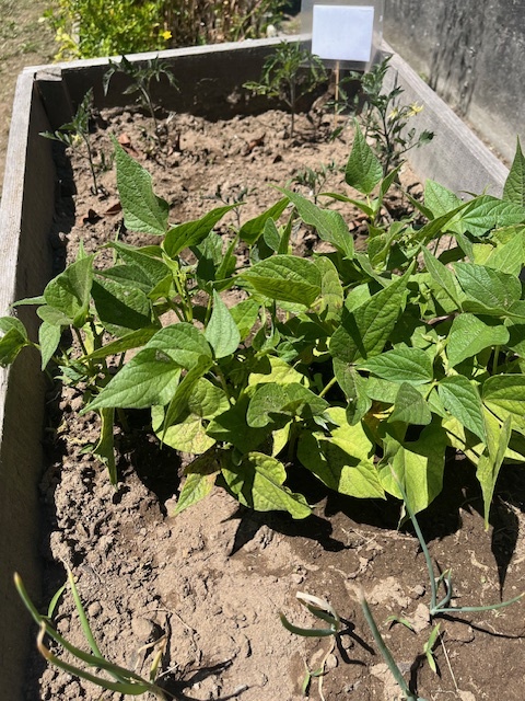 Legumes