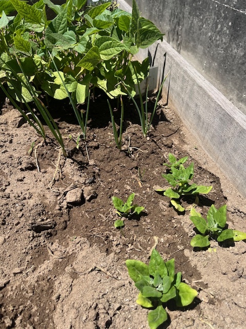 Legumes