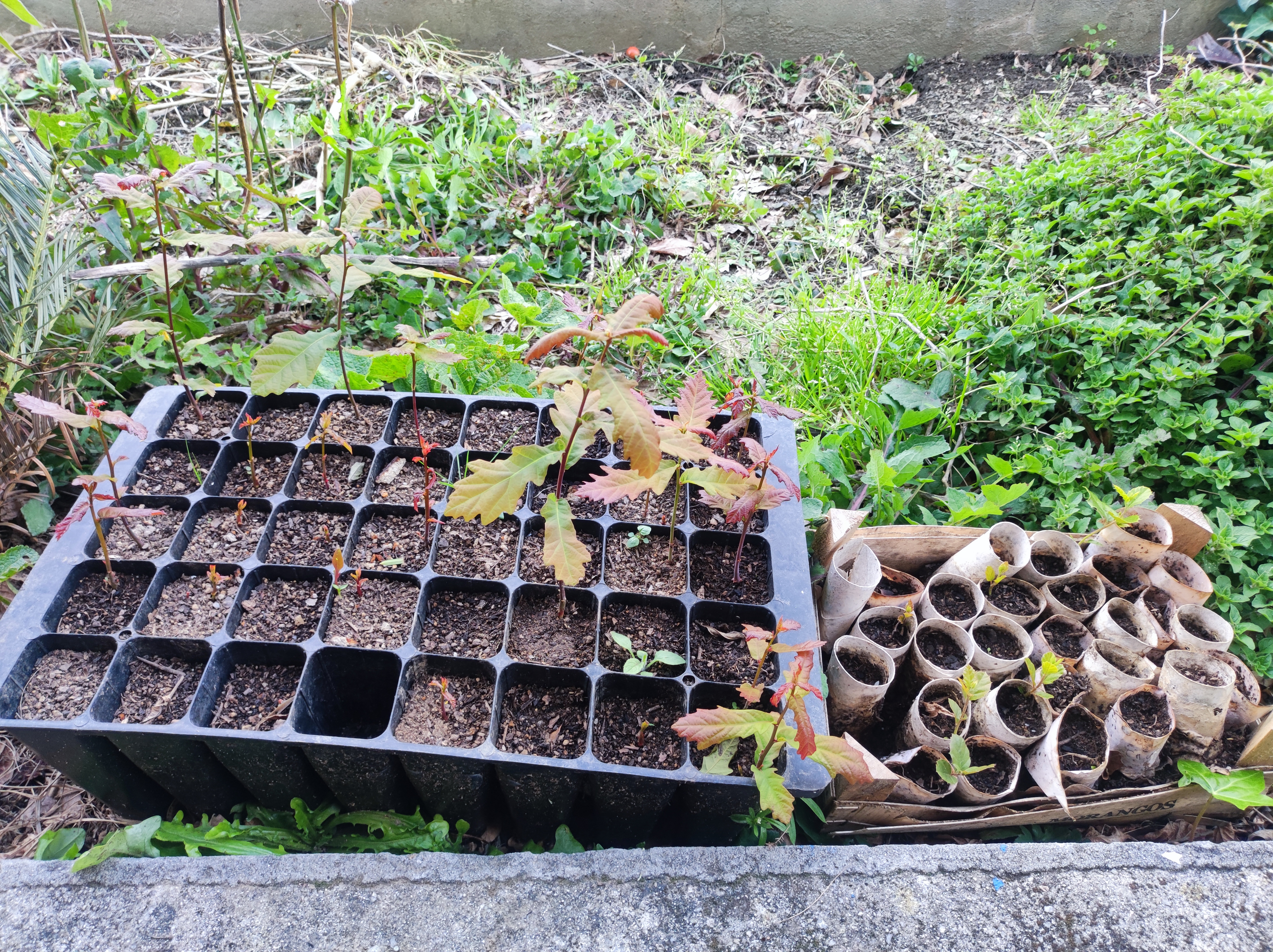 Canteiro antes da limpeza e fertilização do solo.