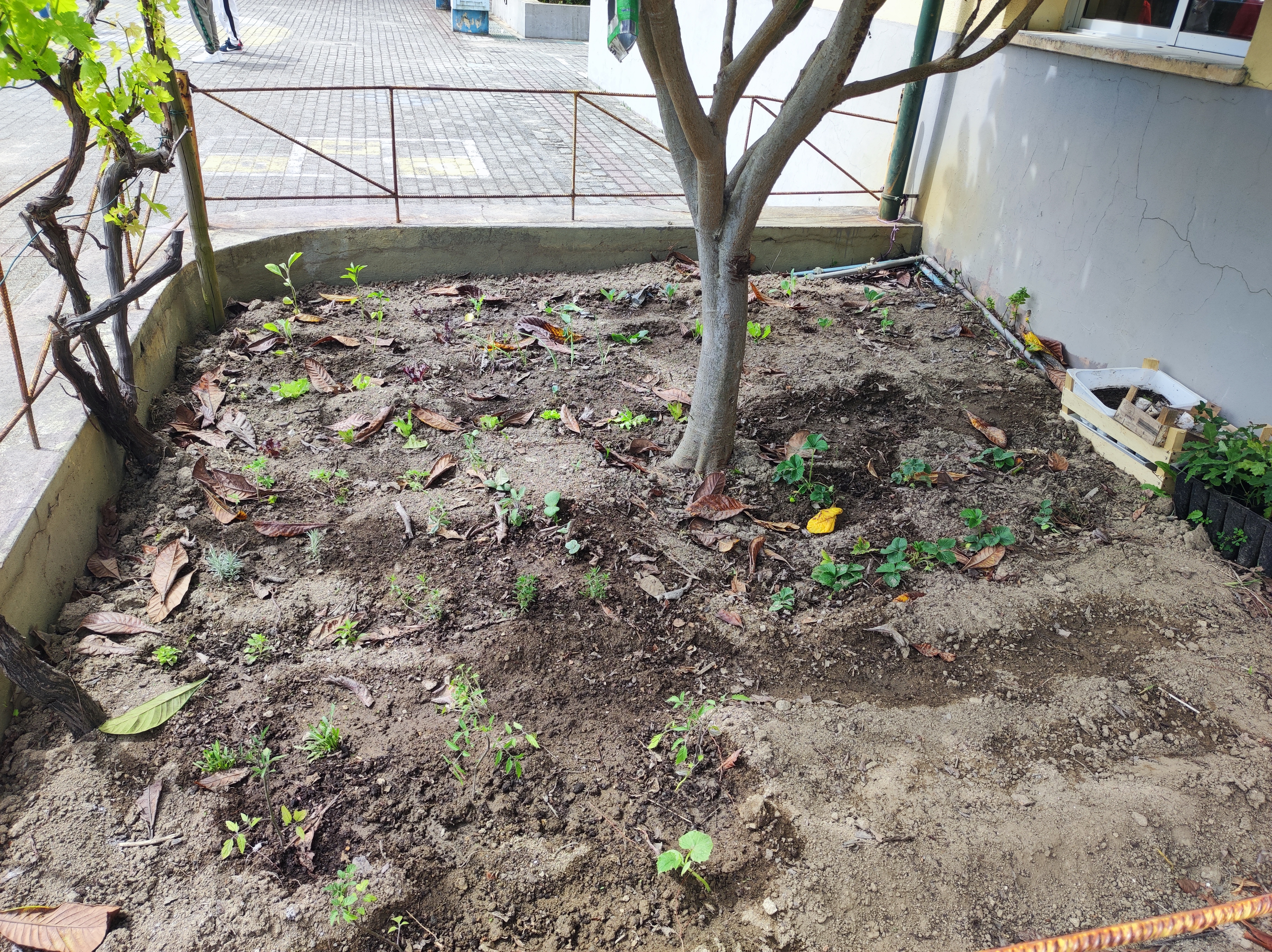 Canteiro após plantação e sementeira.