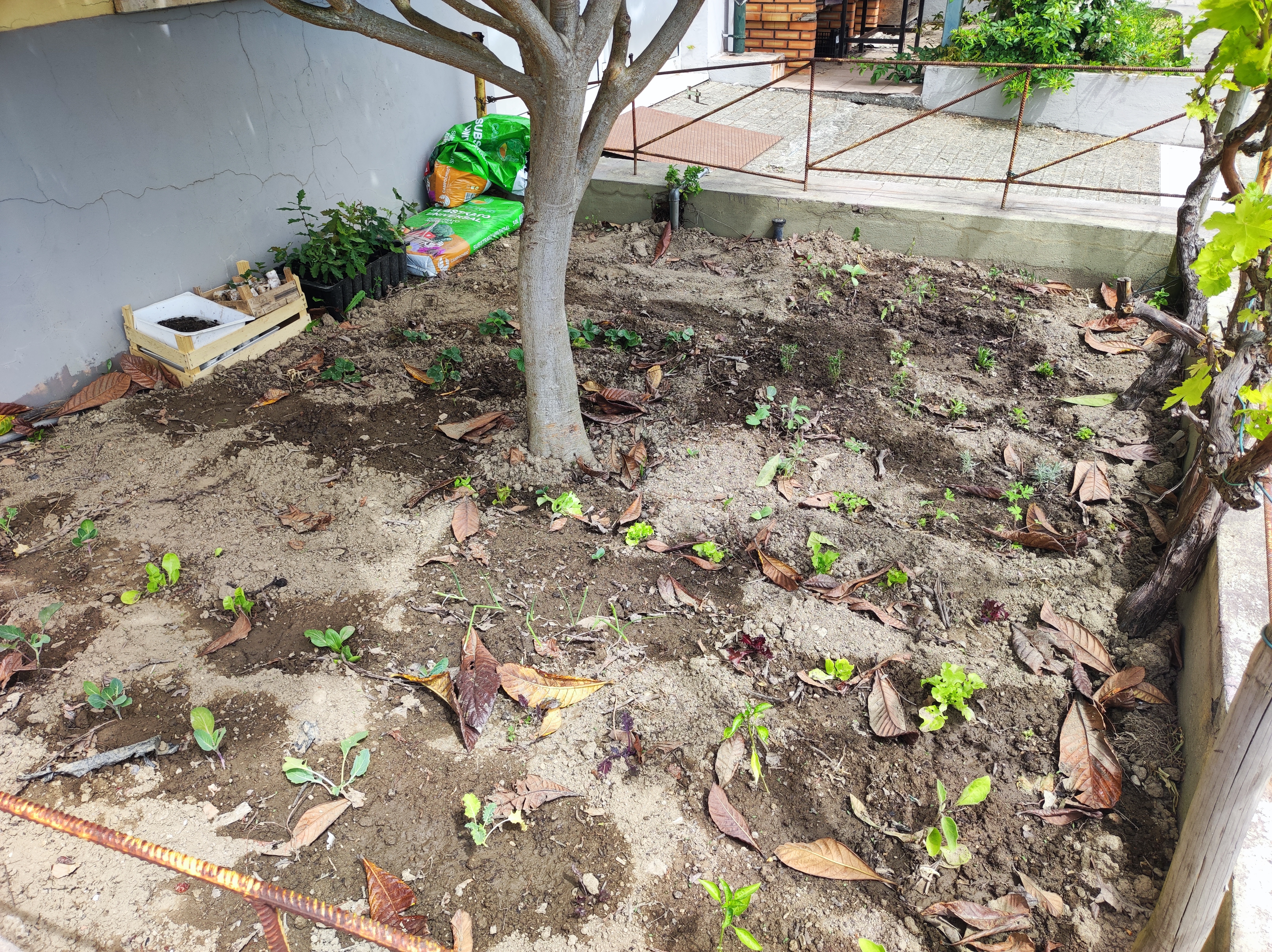 Canteiro após plantação e sementeira.