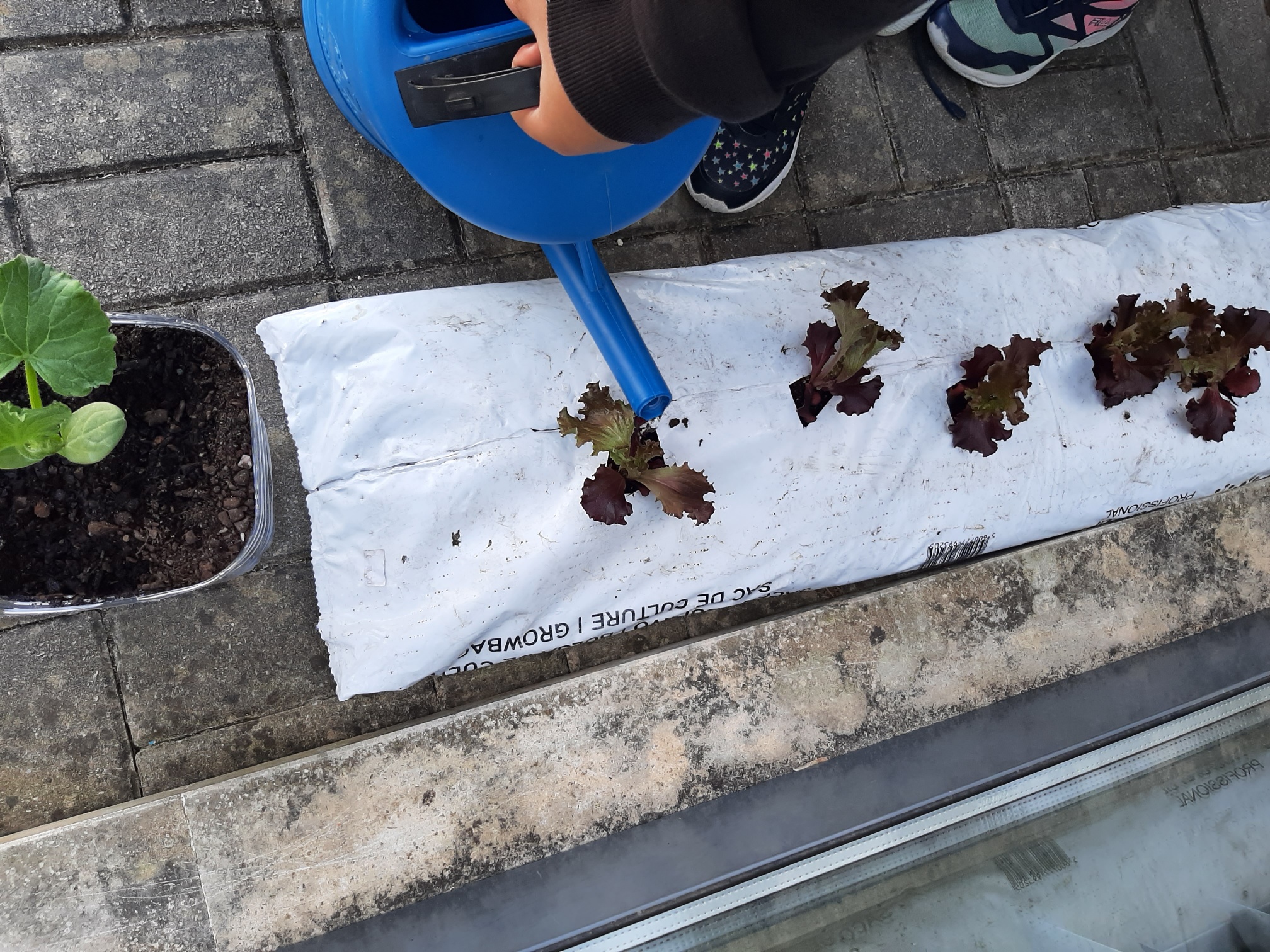Regar as plantas e observar o seu crescimento.
