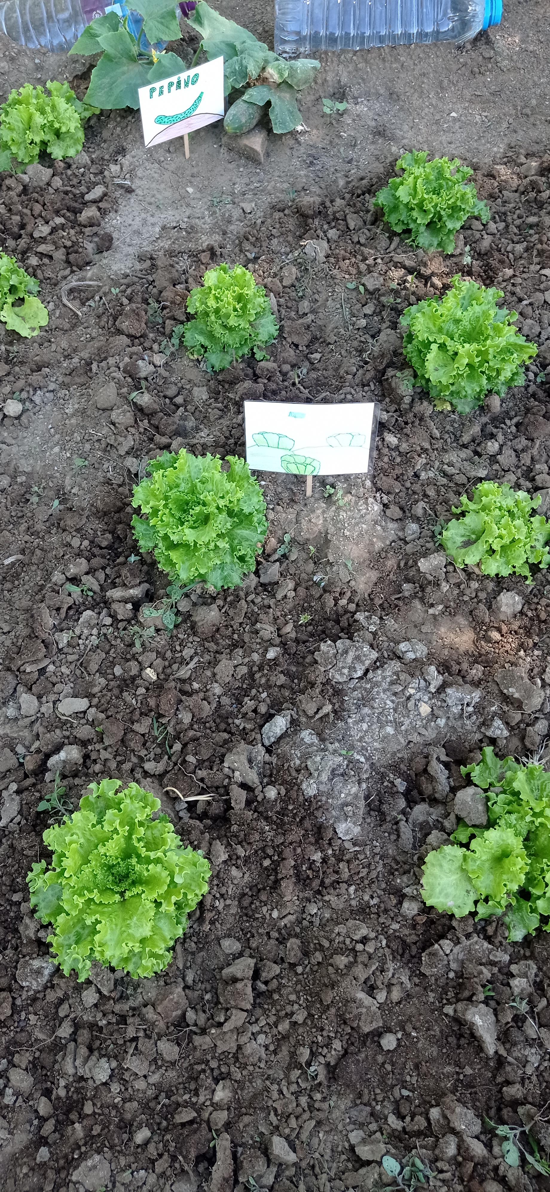 Elaboração de identificadores das plantas