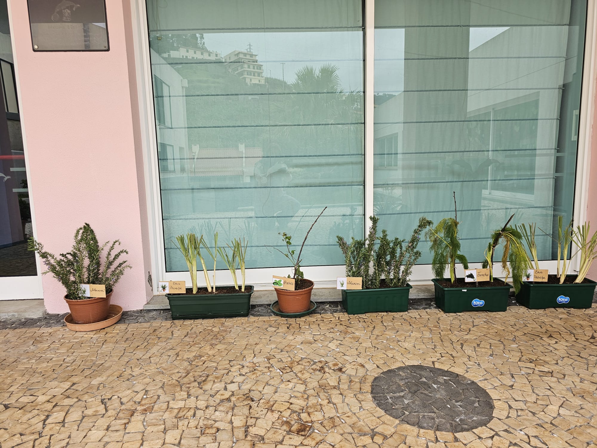 A evolução das plantas e a sua identificação.