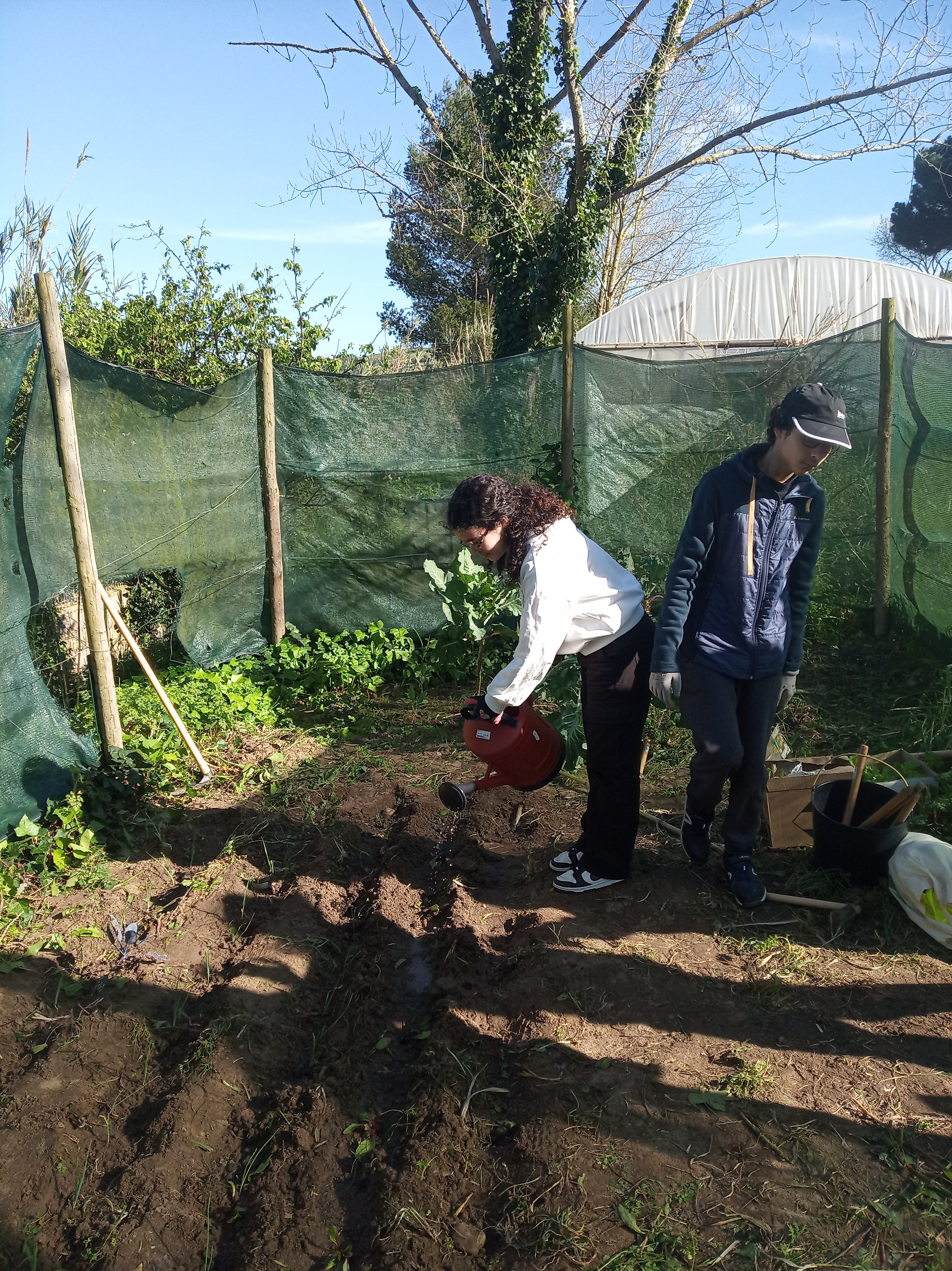 Acompahamento das plantas