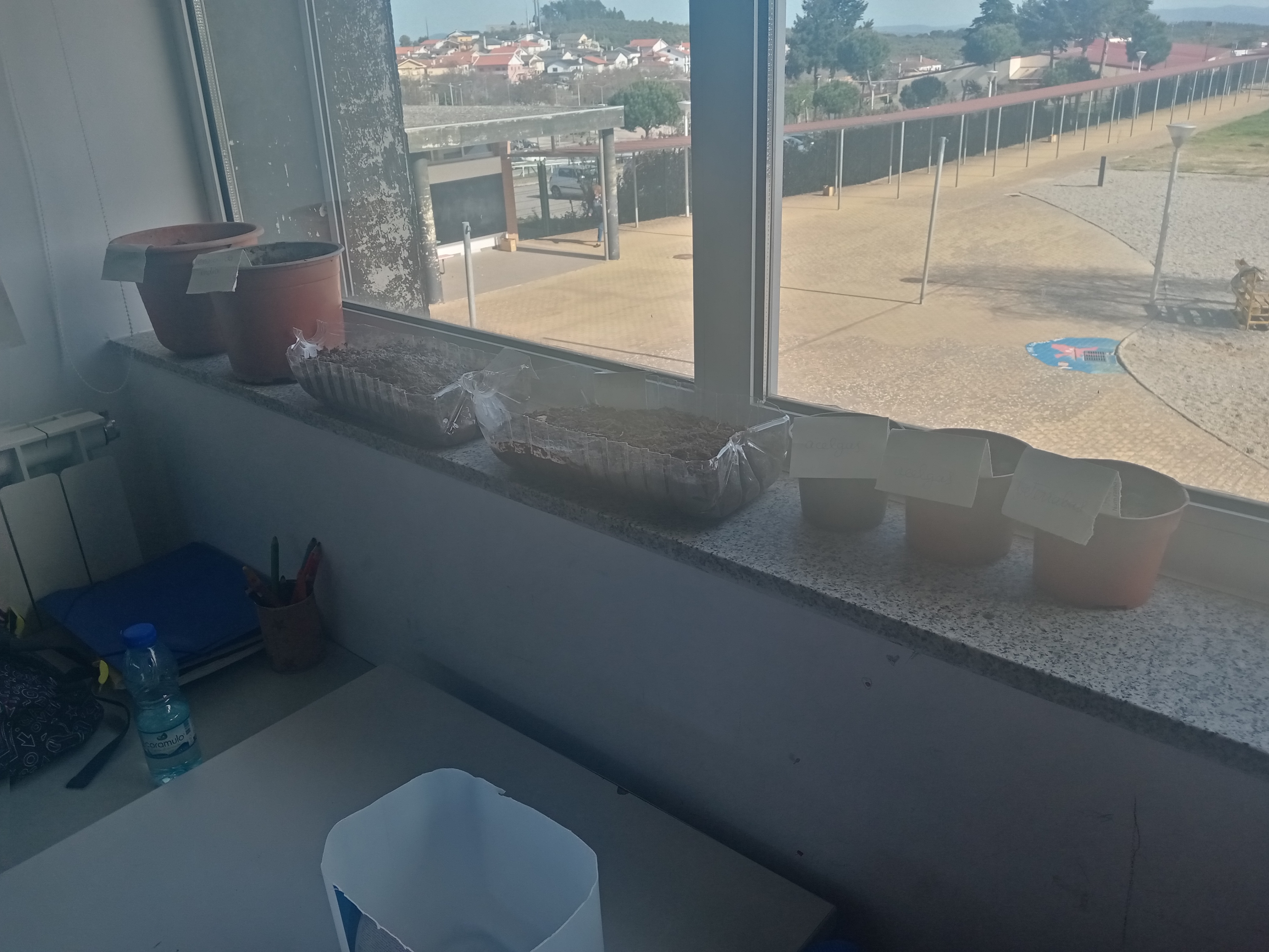 Devido às condições climatéricas foi feita a sementeira em vasos no interior para posterior transplantação para a horta.