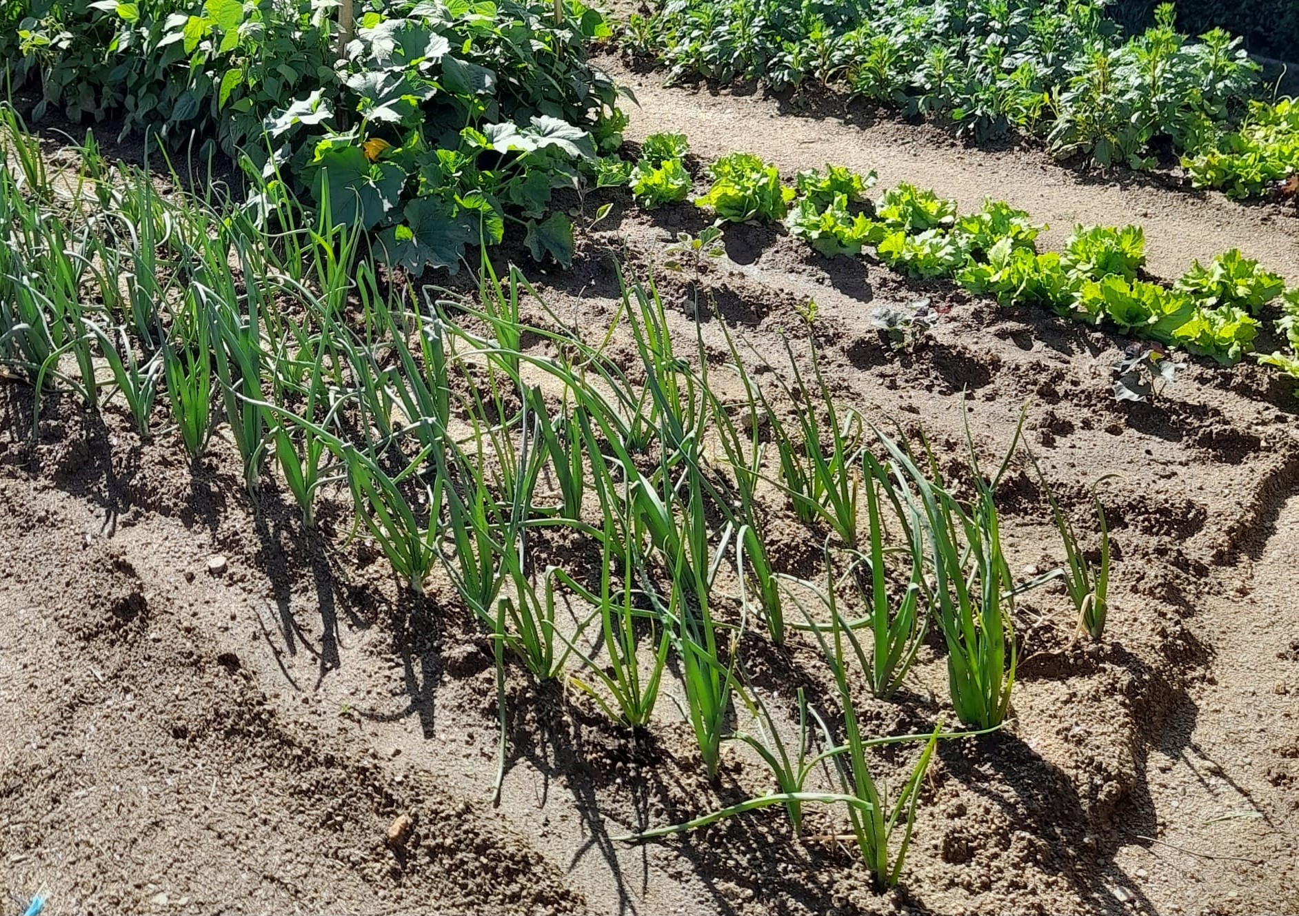 Horta com as plantas bem desenvolvidas