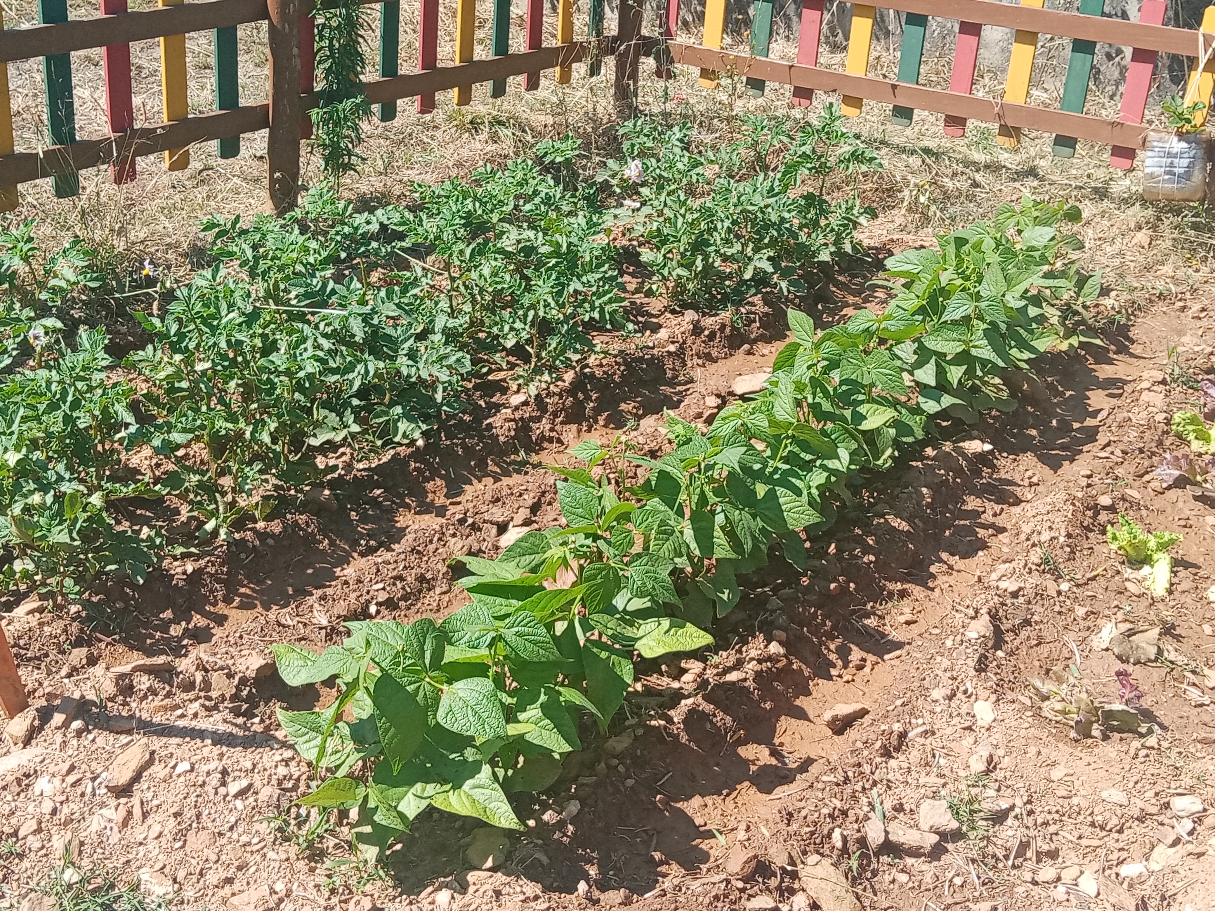 Horta da turma pré-escolar
