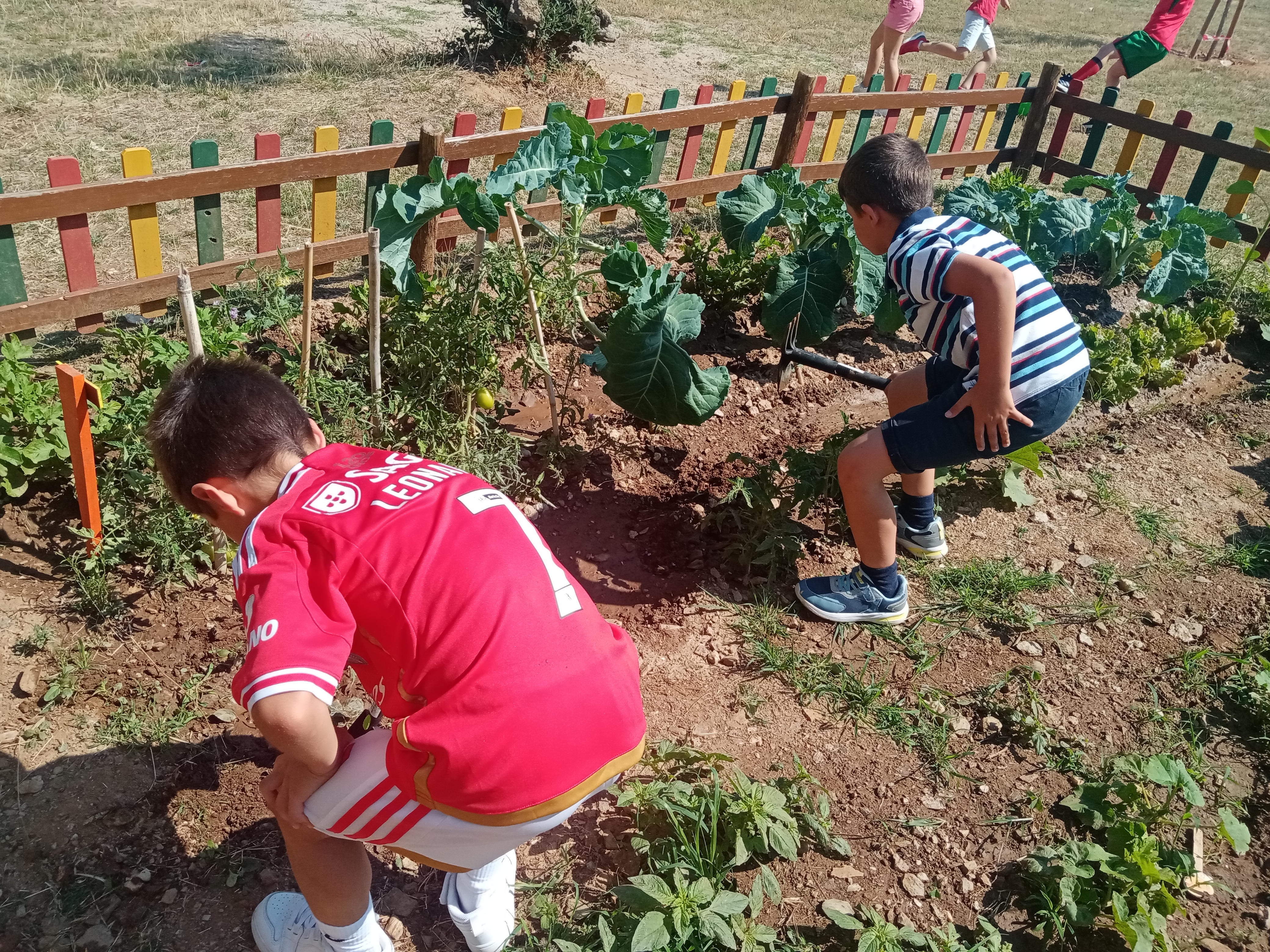 Alunos a cuidar da horta.