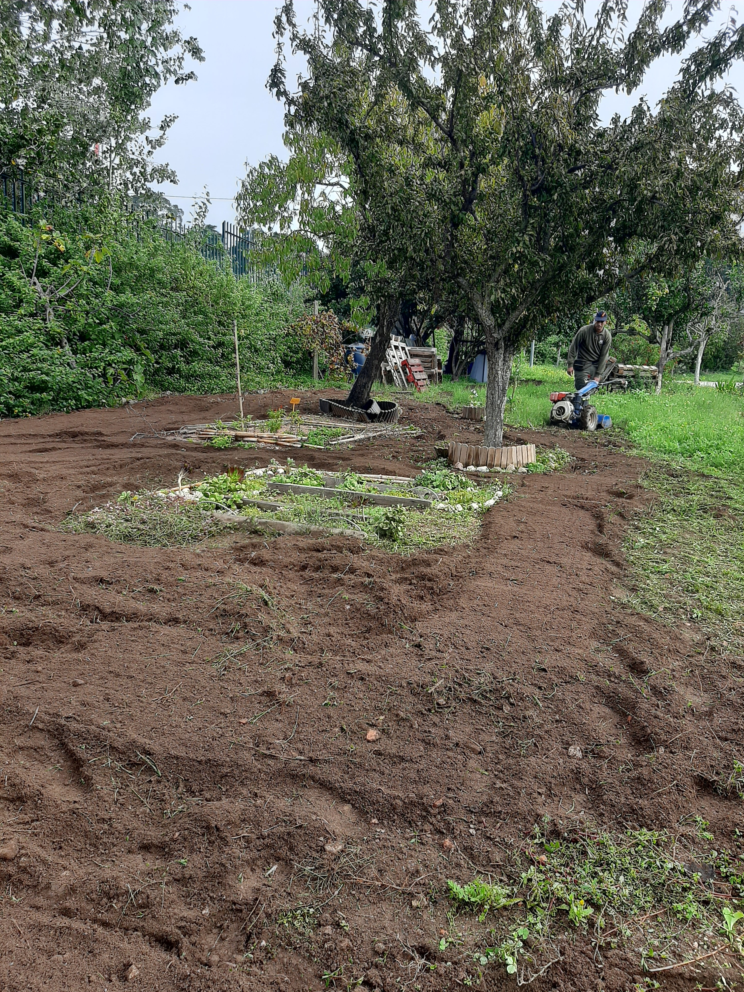 Preparação do terreno para novas plantações - arejamento da terra.