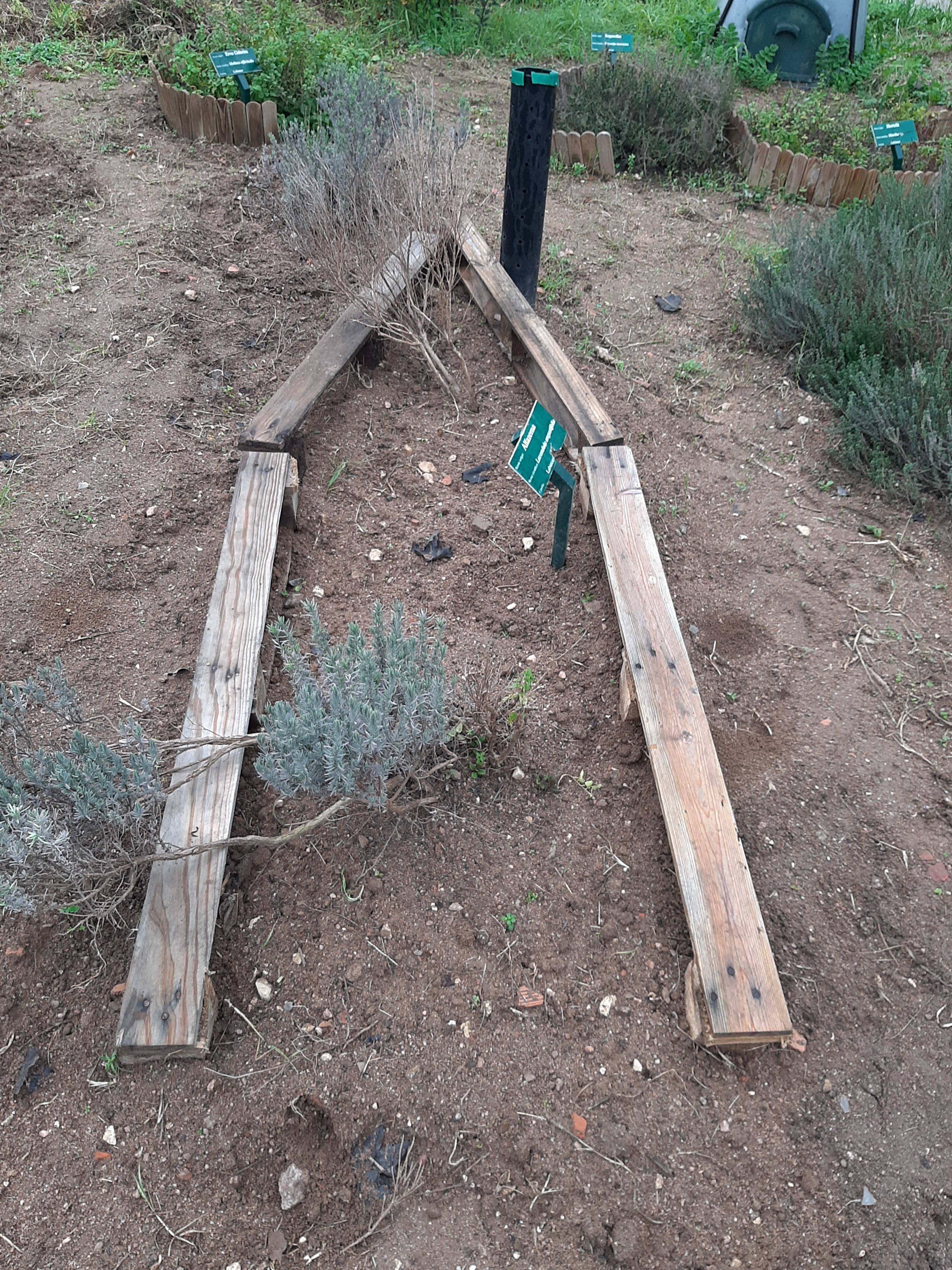 Reestruturação da plantação de alfazema