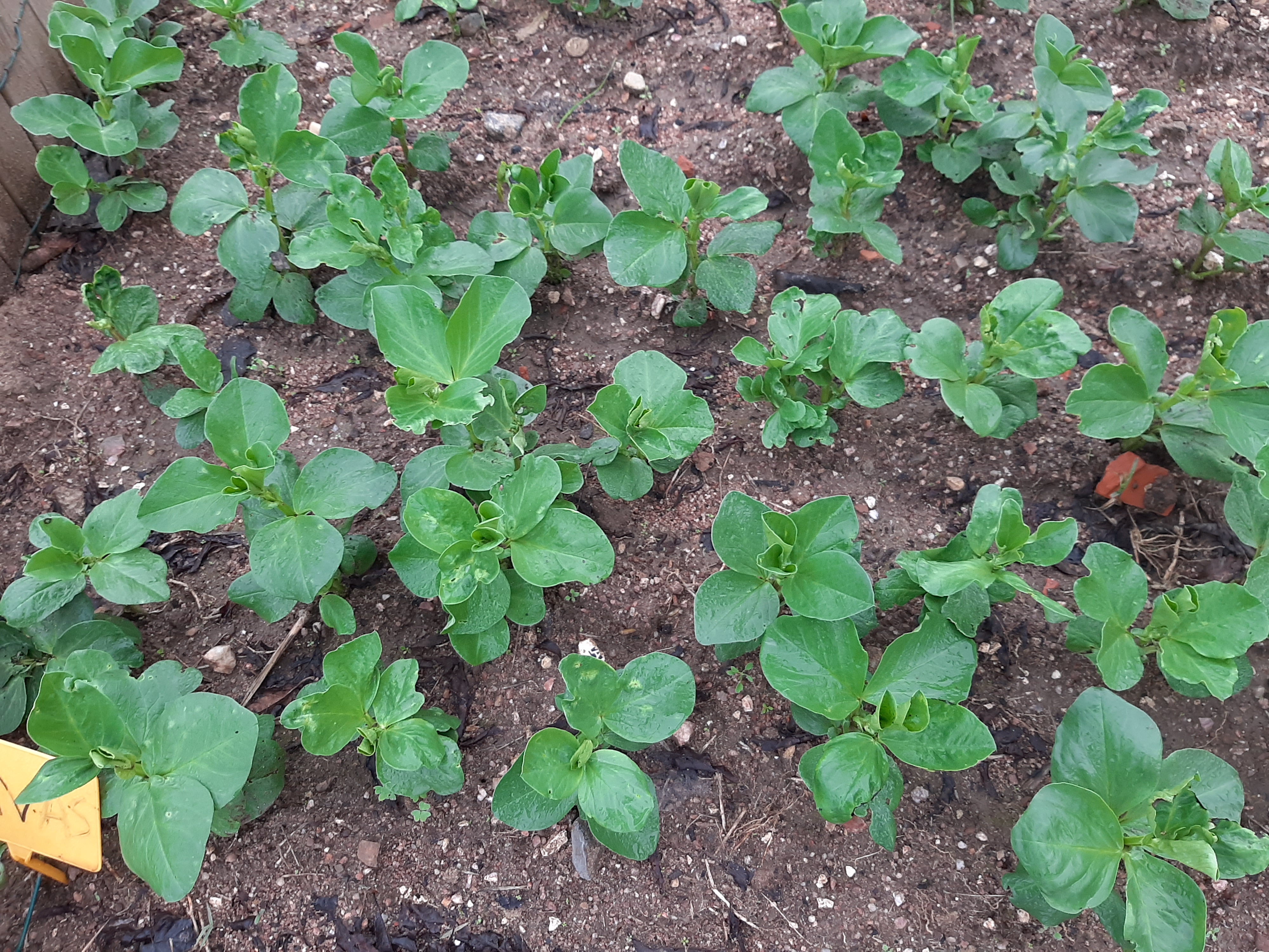 As favas em crescimento.
