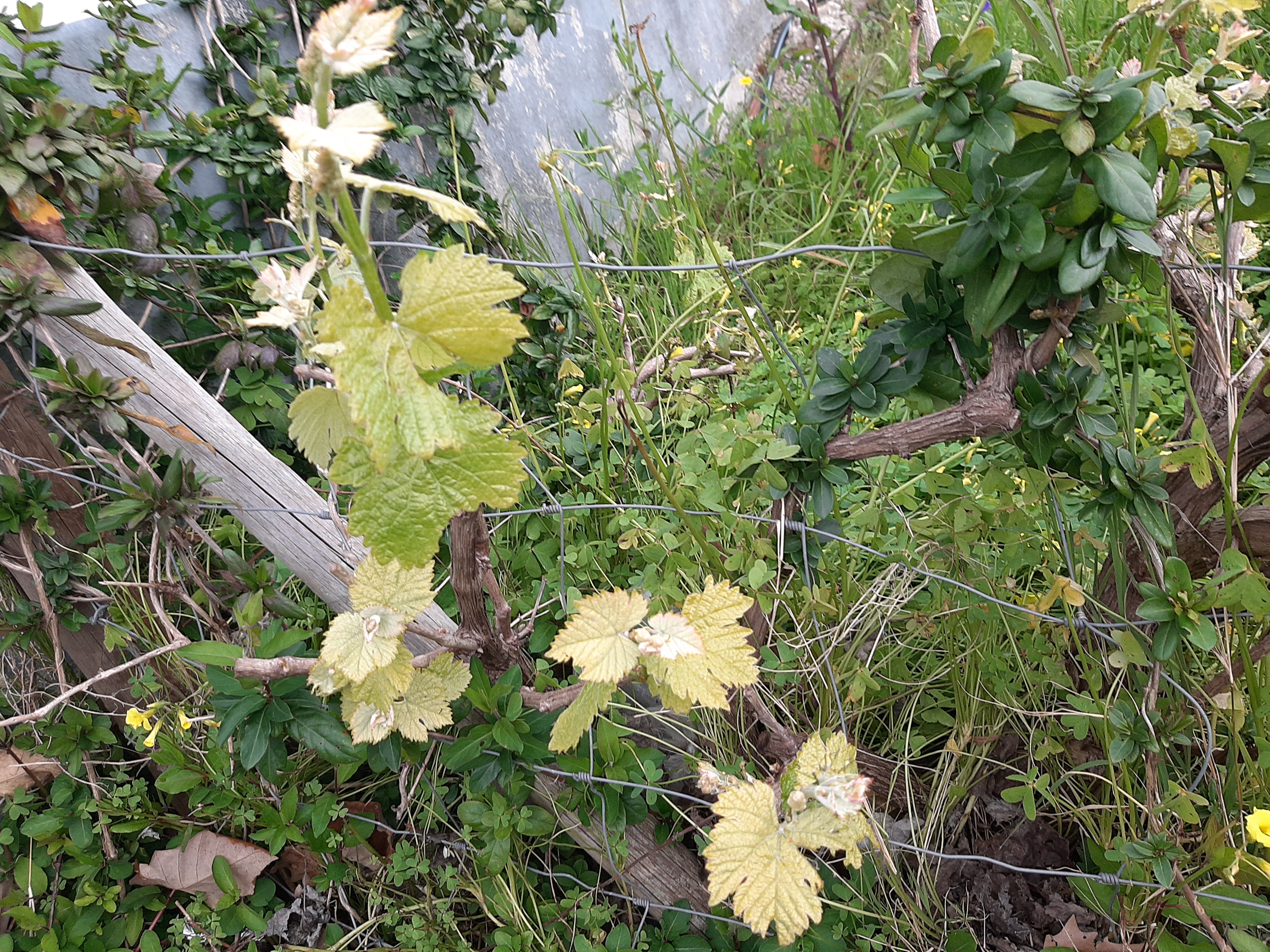 Uma das videiras em flor. Surgem os primeiros rebentos.