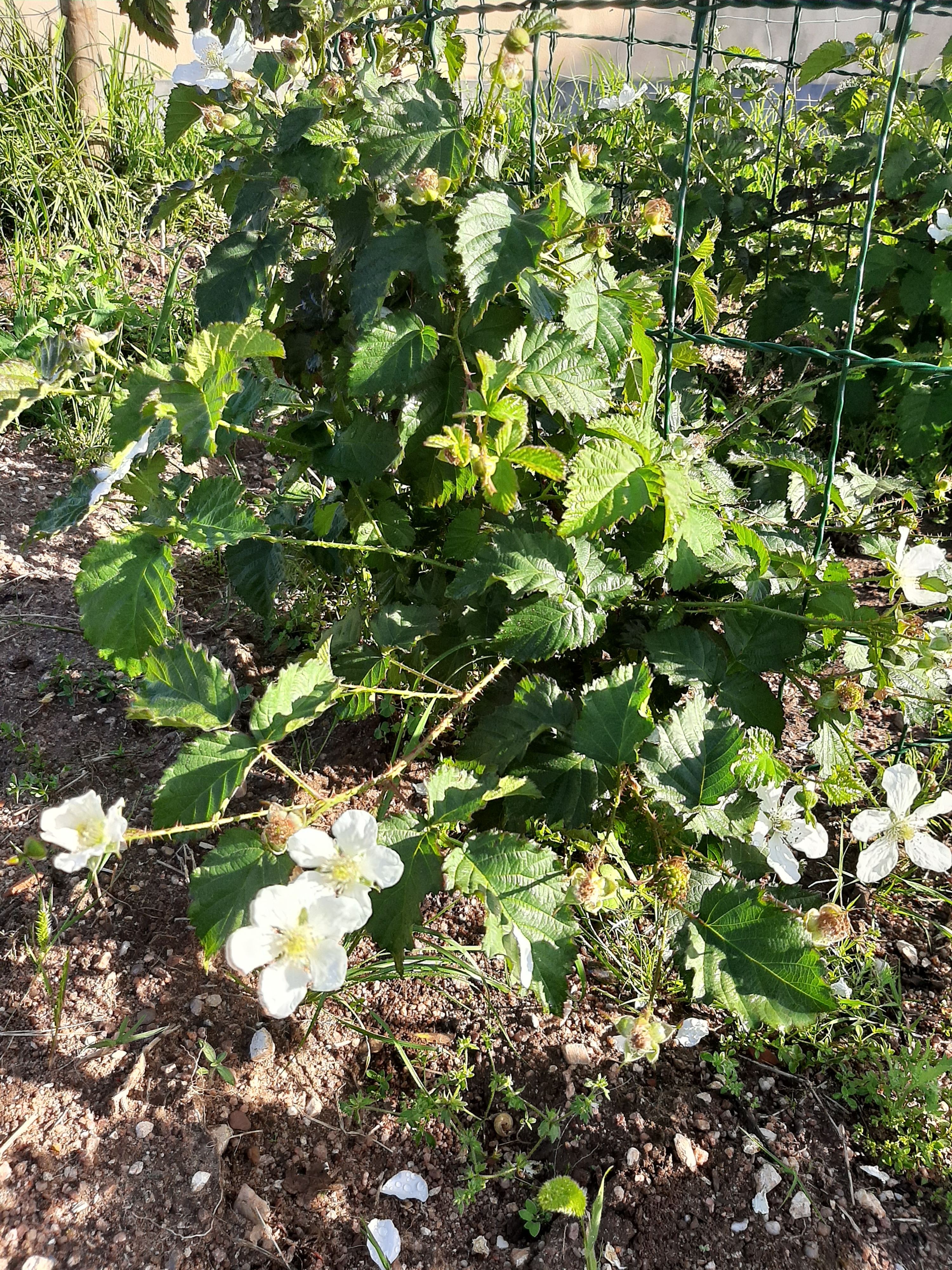 Framboesas em flor