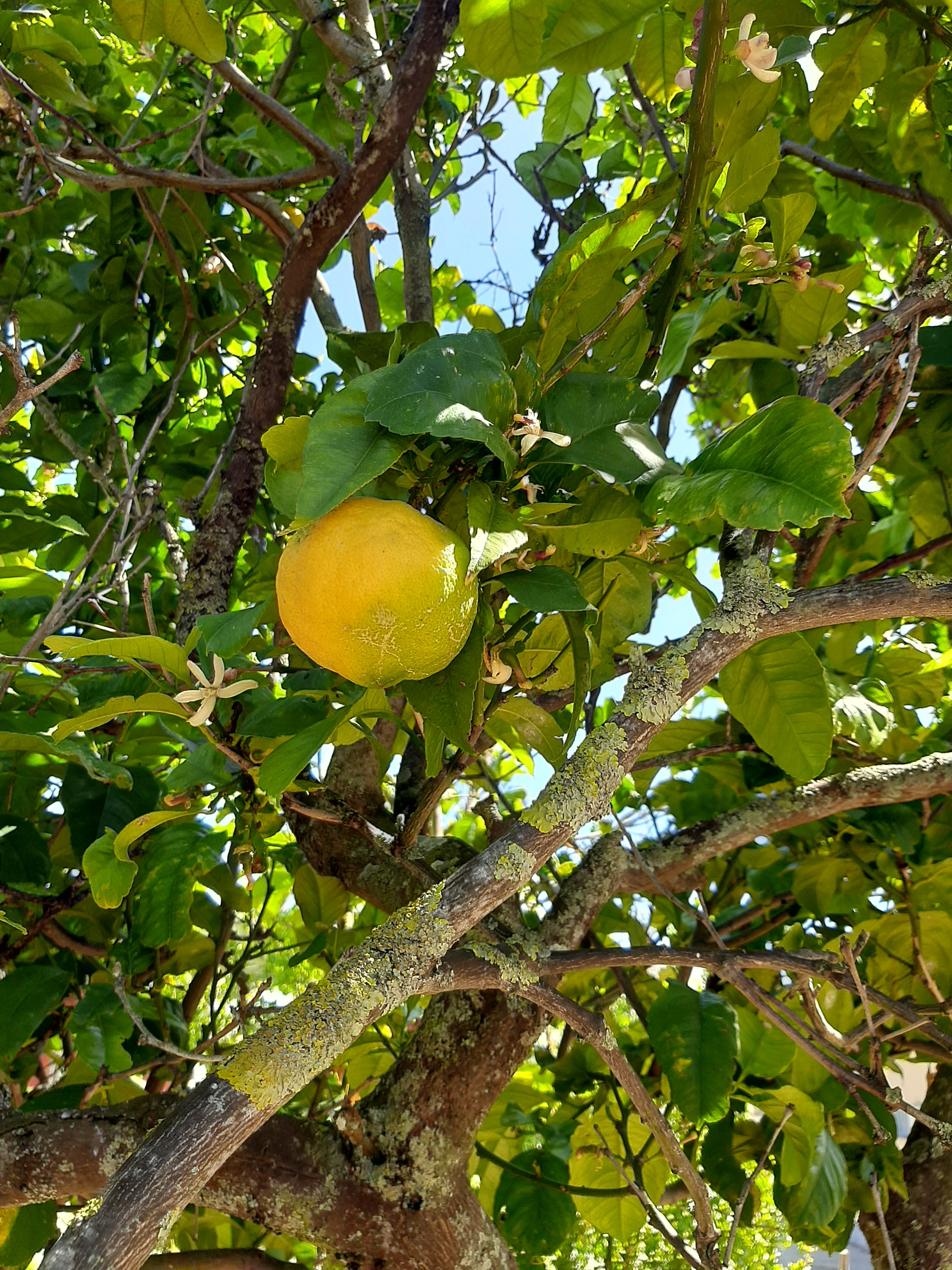Limoeiro em amadurecimento.