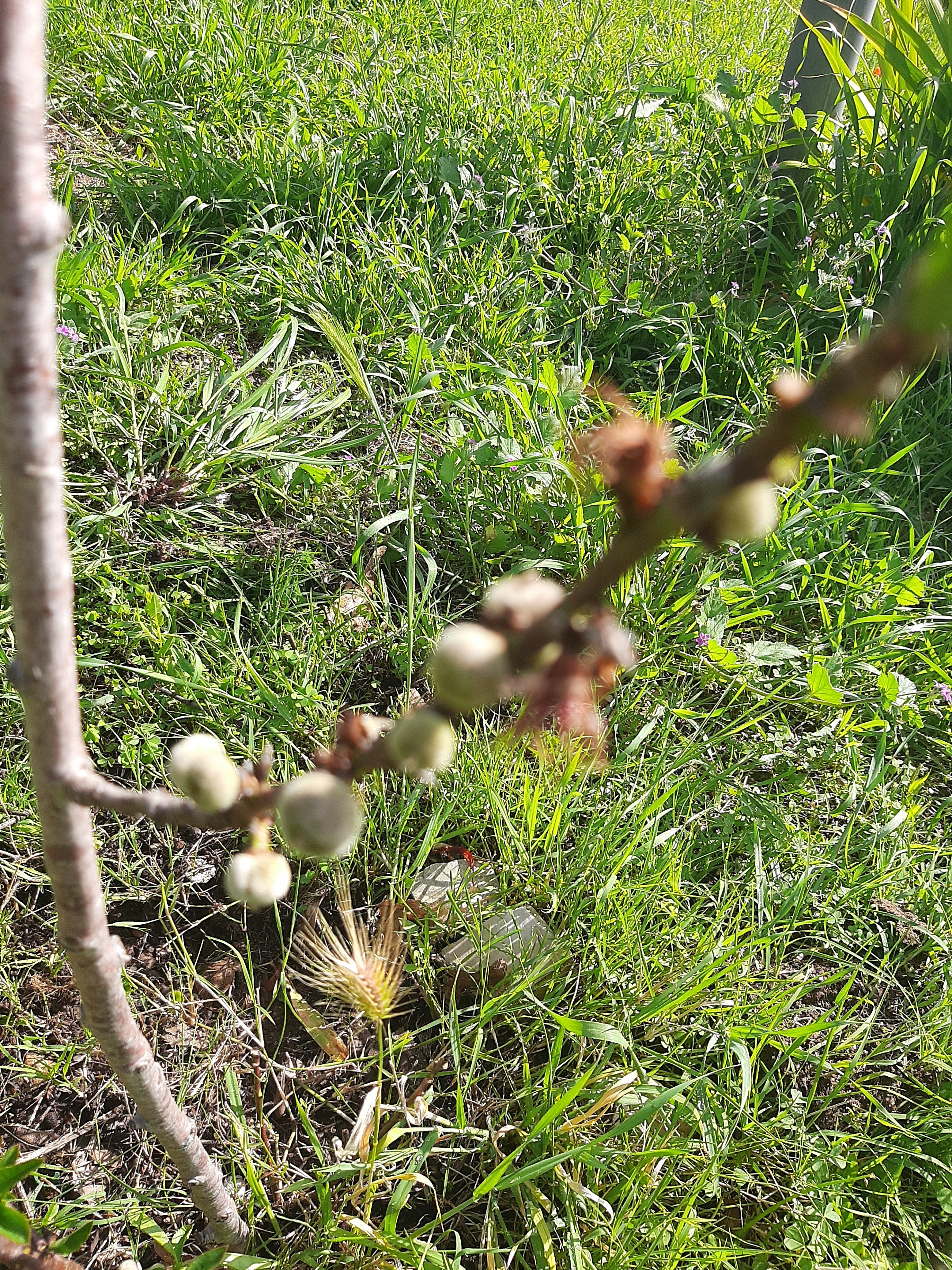O nosso primeiro pessegueiro em flor e pequenos frutos.