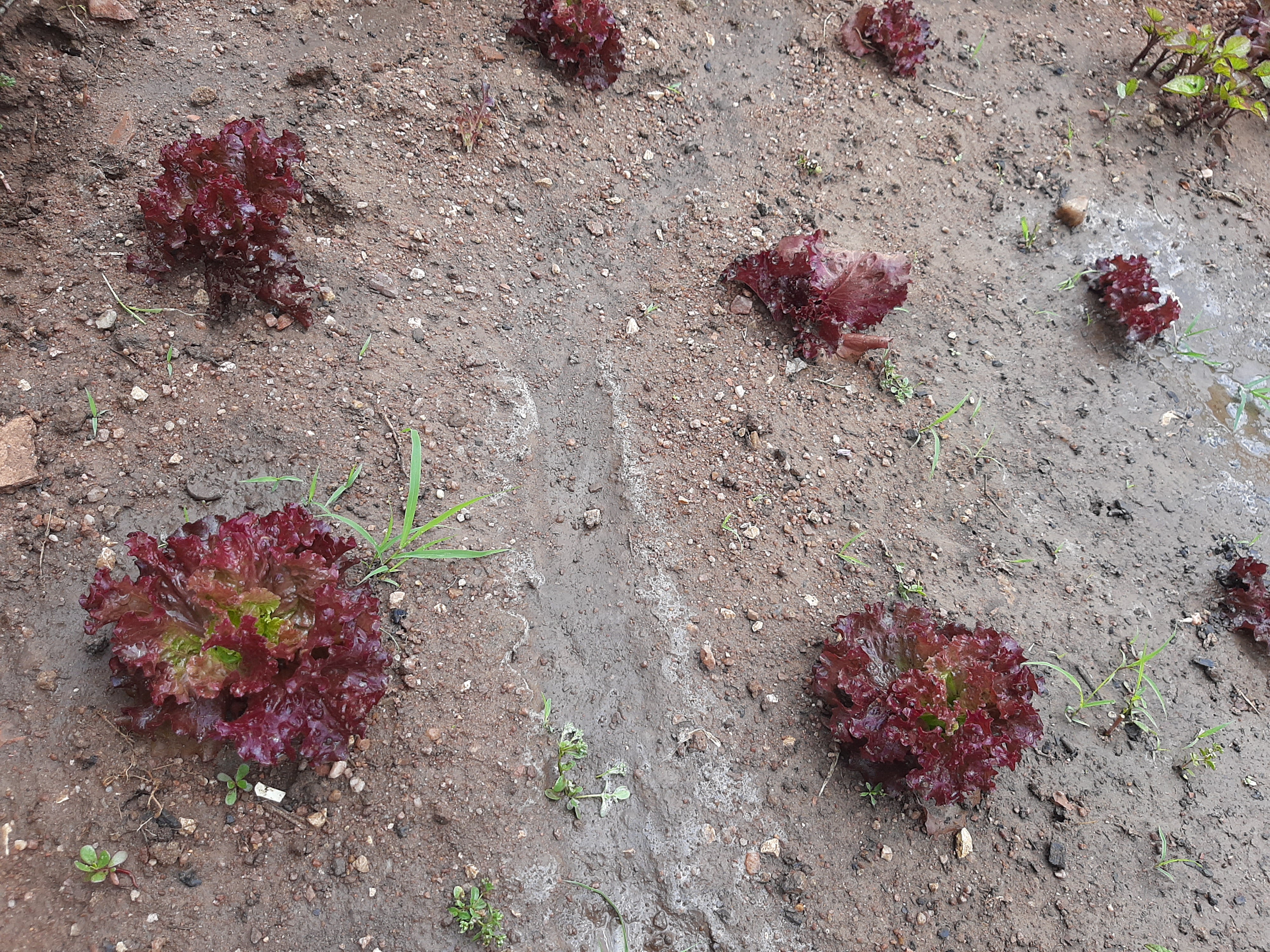Plantação de alfaces.