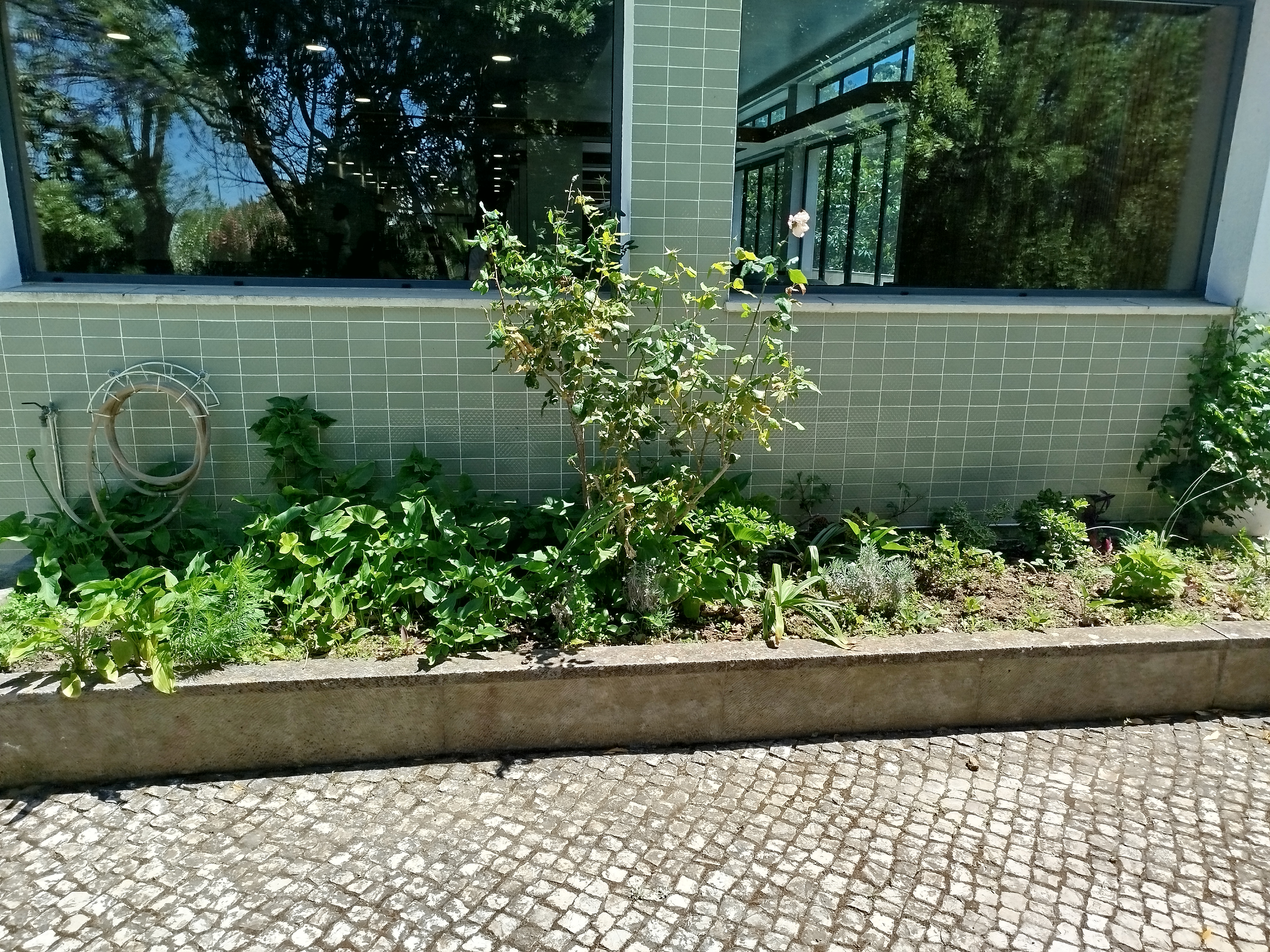 vista geral do canteiro das aromáticas com cidreira, coentros, tomilho e alecrim( arbusto já existente na parte central
