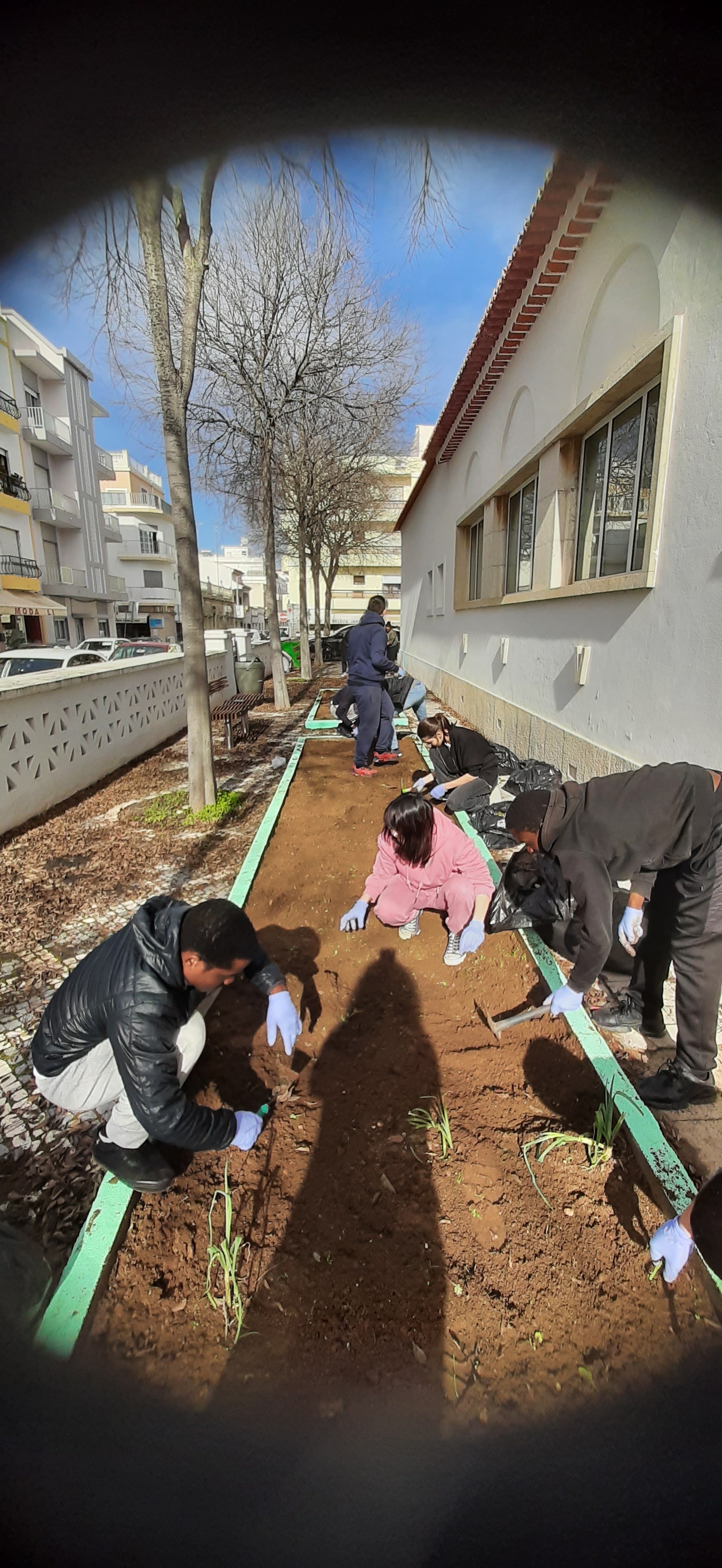 Fertilização e Mobilização Superficial do solo