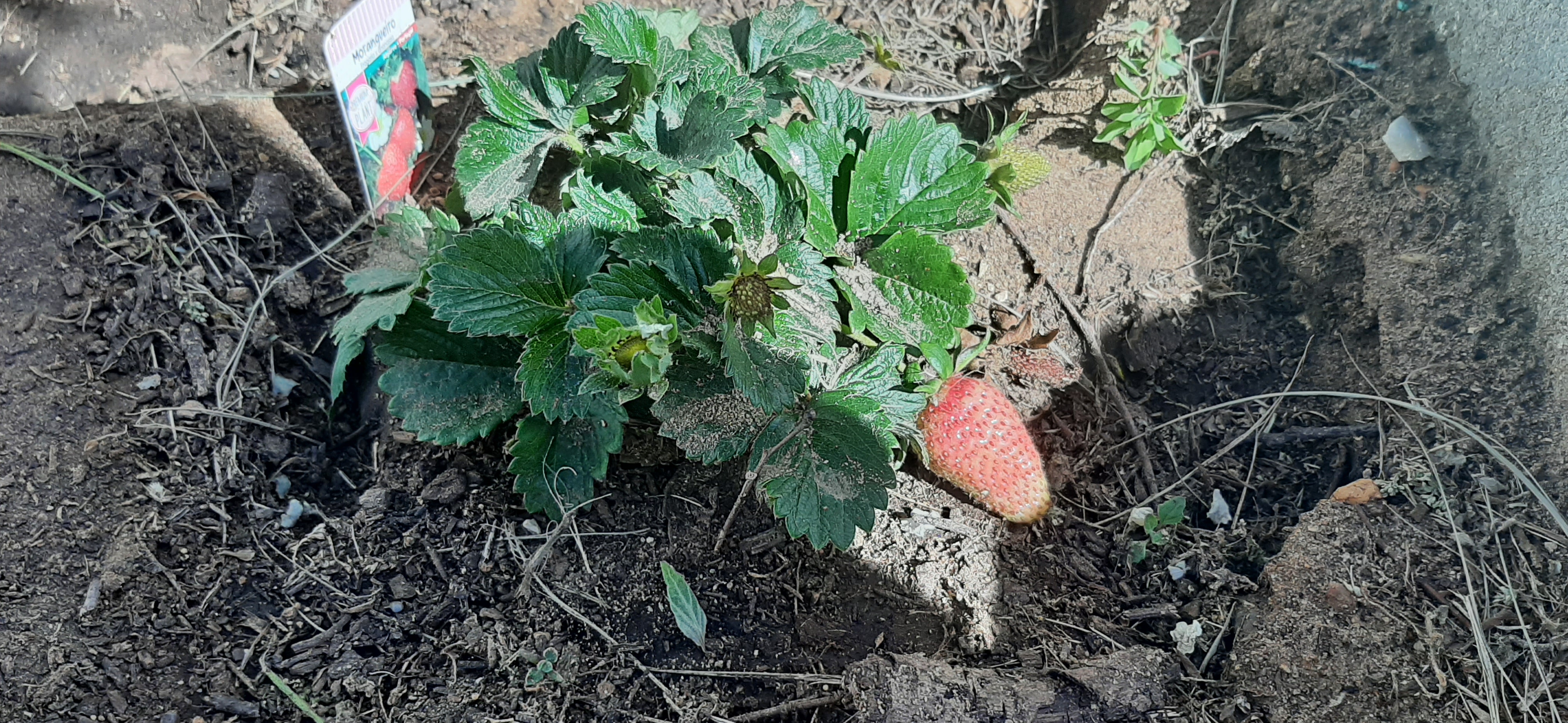 Morangueiro