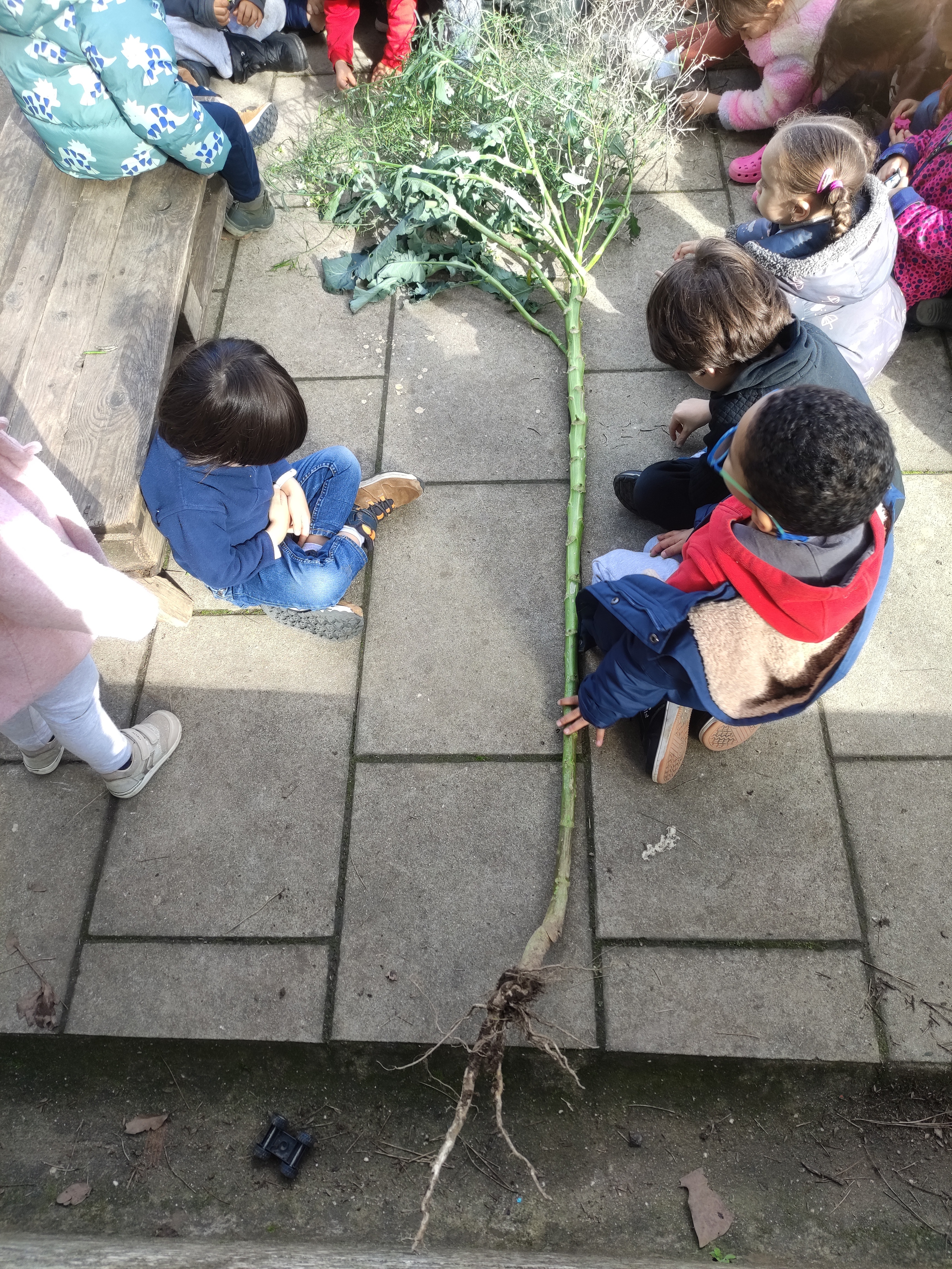 Ao limpar a horta da escola, apanhámos uma couve enorme, cujas folhas levámos para casa para fazer uma sopinha. Nesta foto, estamos a observar onde estão as sementes.