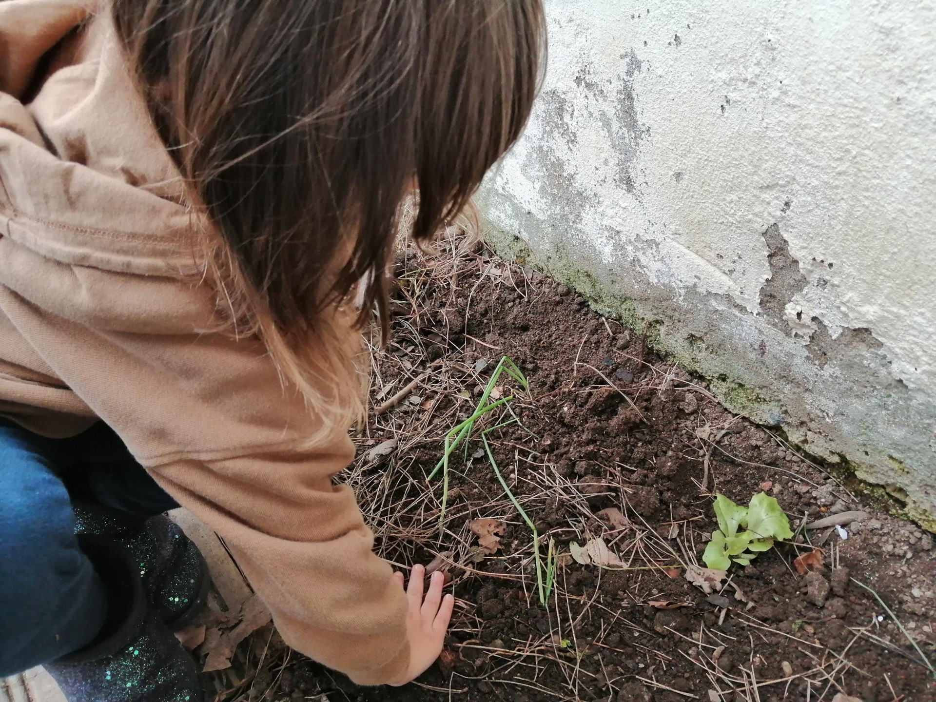 Cada criança das respetivas salas do JI, plantou : alfaces, alho francês, cebola, 3 variedades de couve, coentros, orégãos e semeou-se tomate, beterraba.