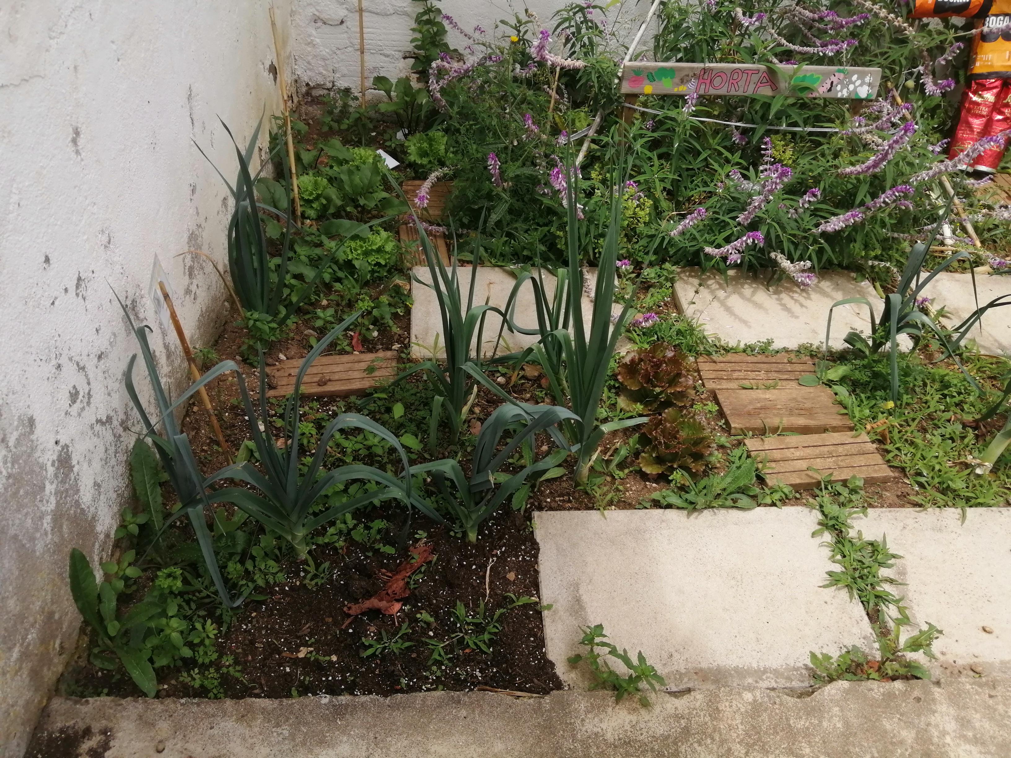 Aspeto da horta em junho