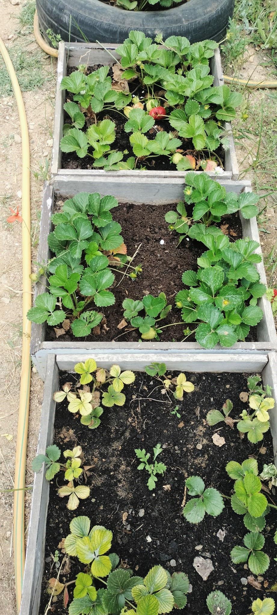 A horta no mês de maio (os vegetais têm sido colhidos).