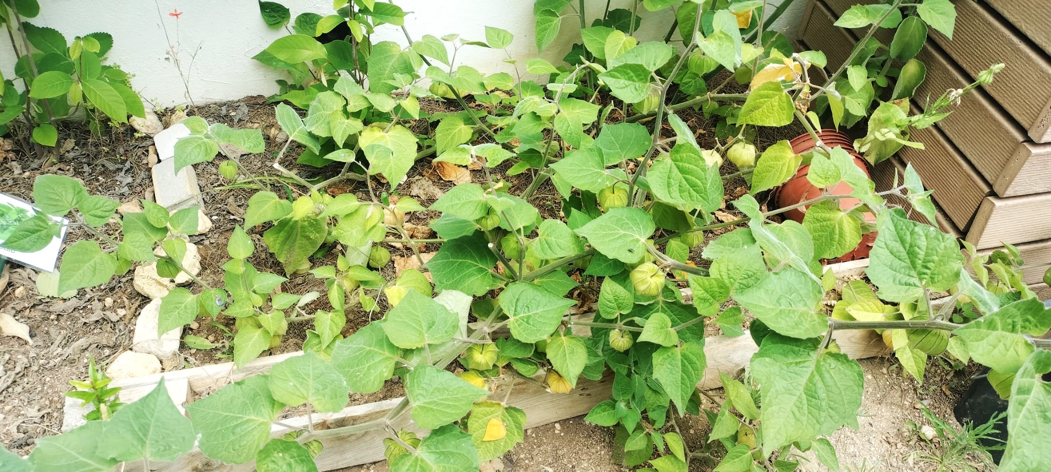 A horta no mês de maio (os vegetais têm sido colhidos).