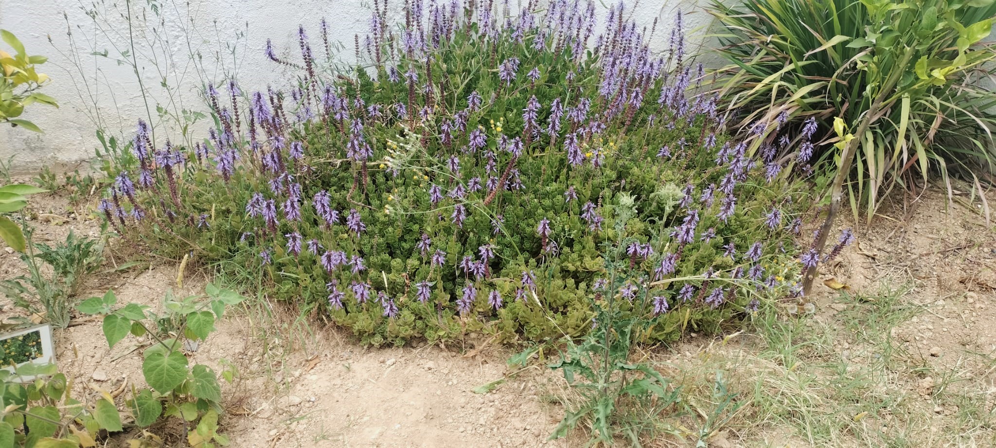 A horta no mês de maio (os vegetais têm sido colhidos).