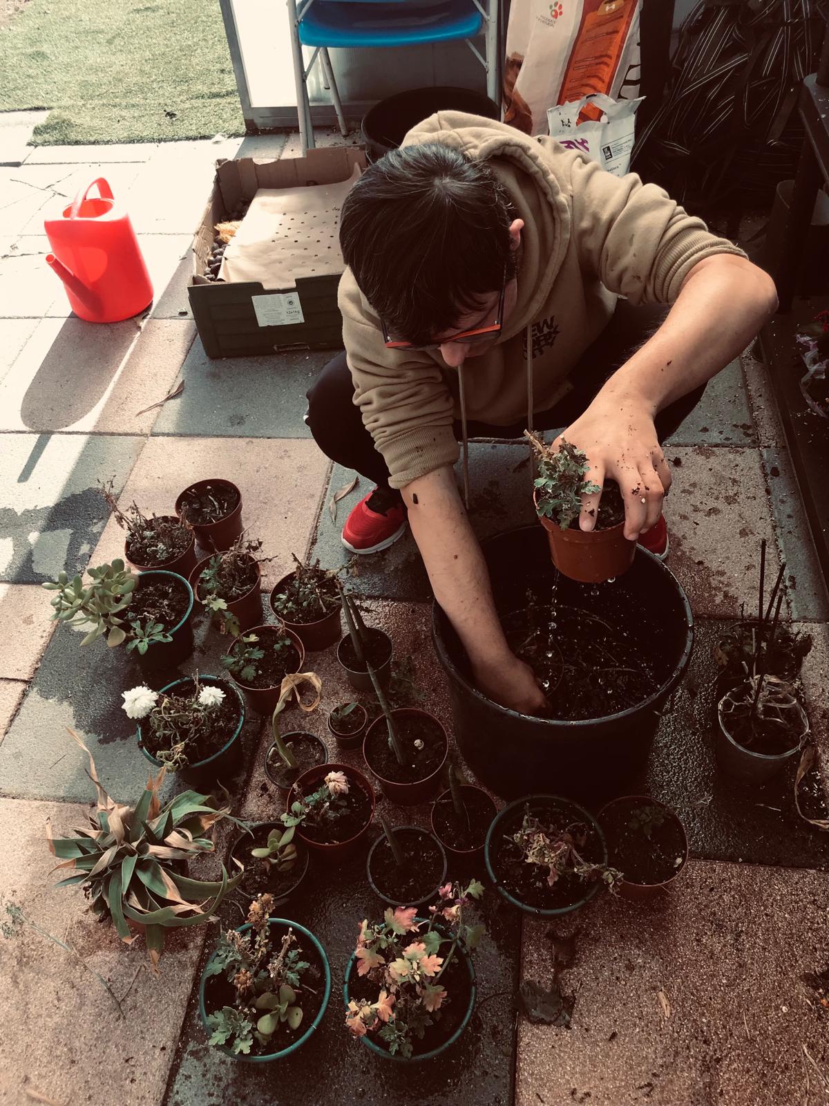 Mudança das plantas de vasos