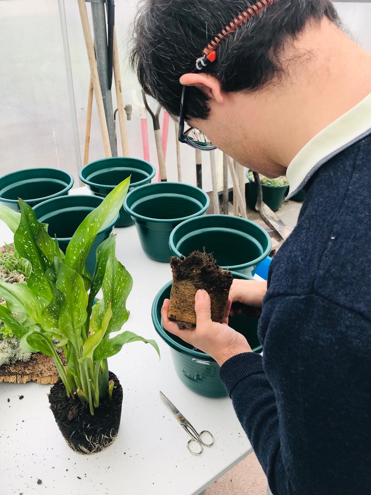 Mudança das plantas dos vasos