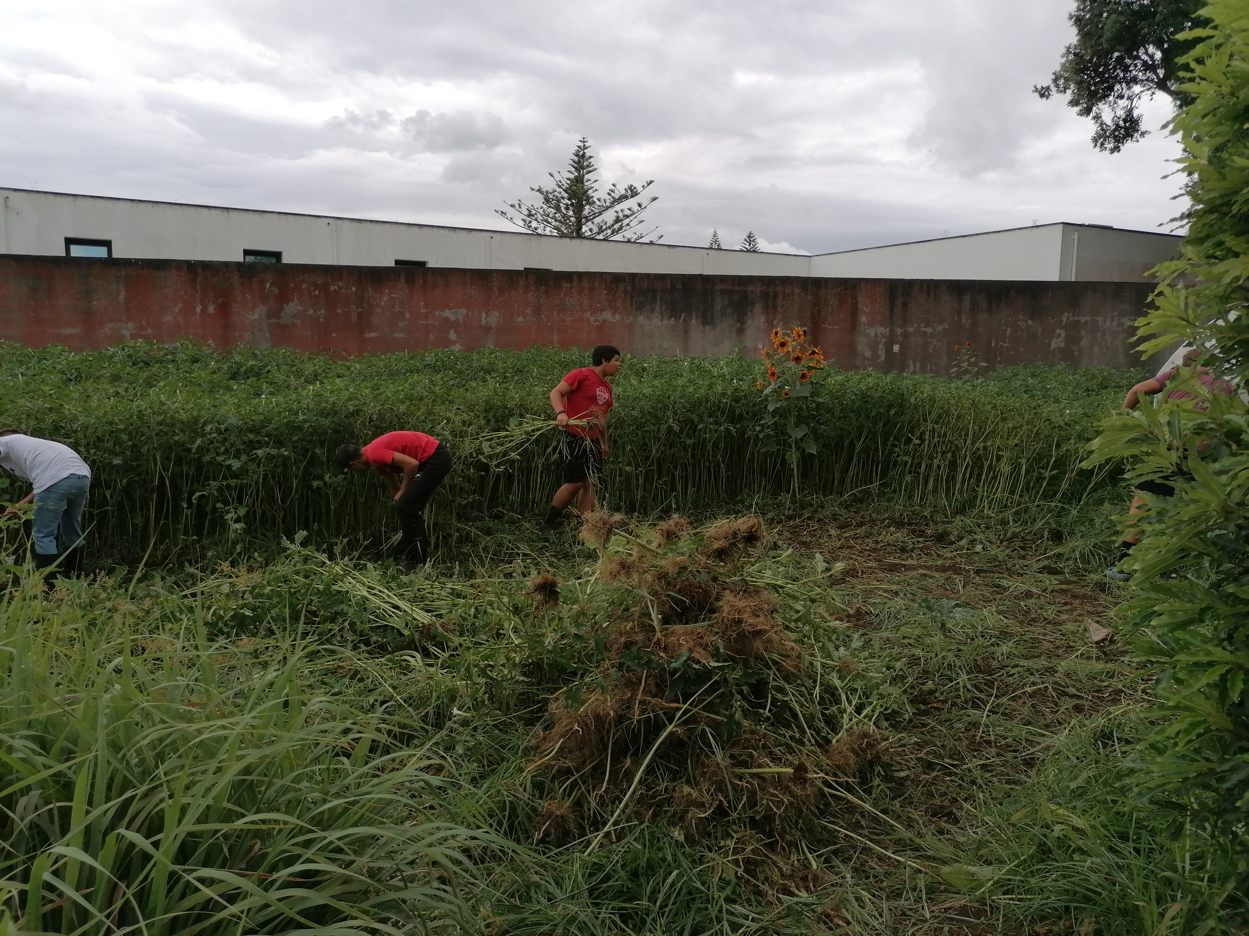 Limpeza das infestantes do terreno.