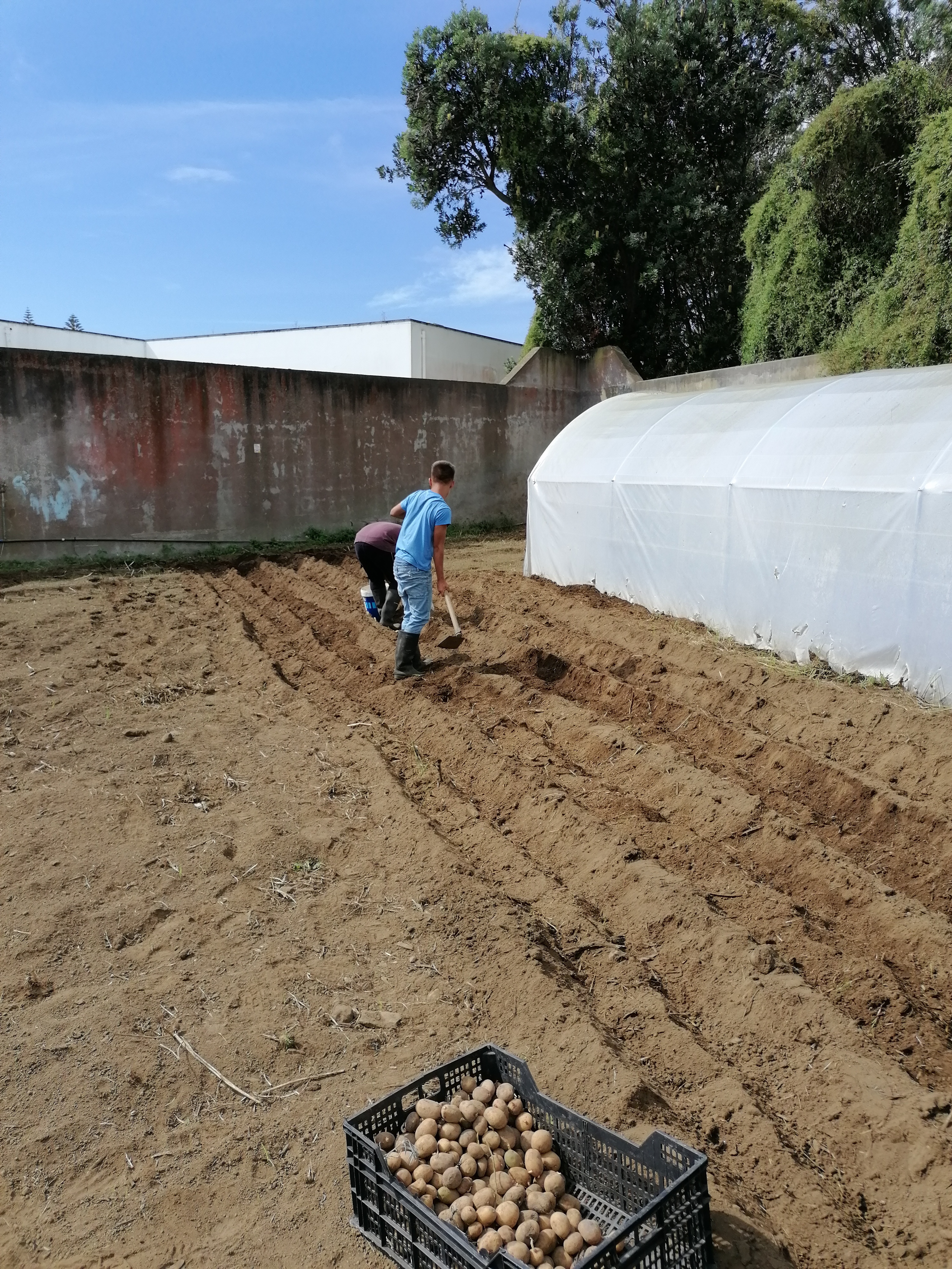 Cultivo de batatas.