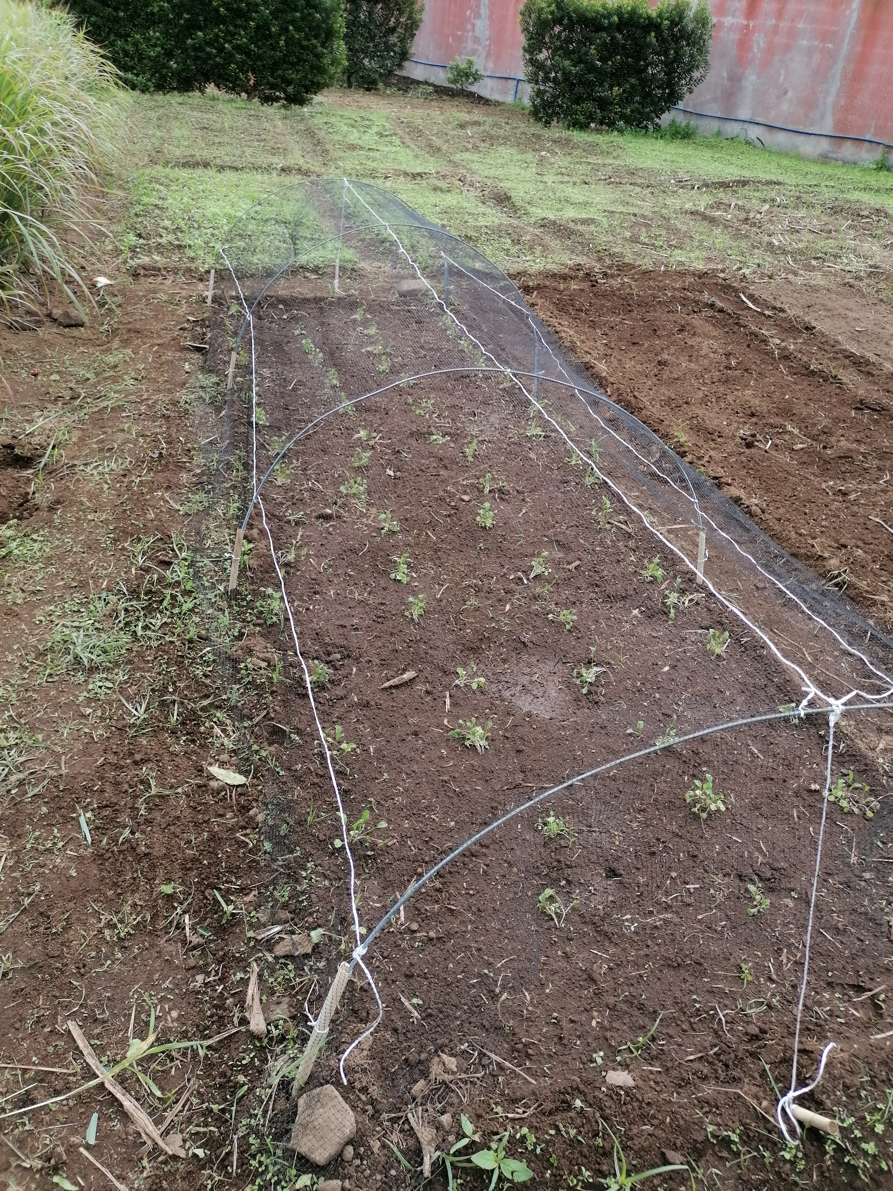Cultivo de rúcula em abrigo de rede.