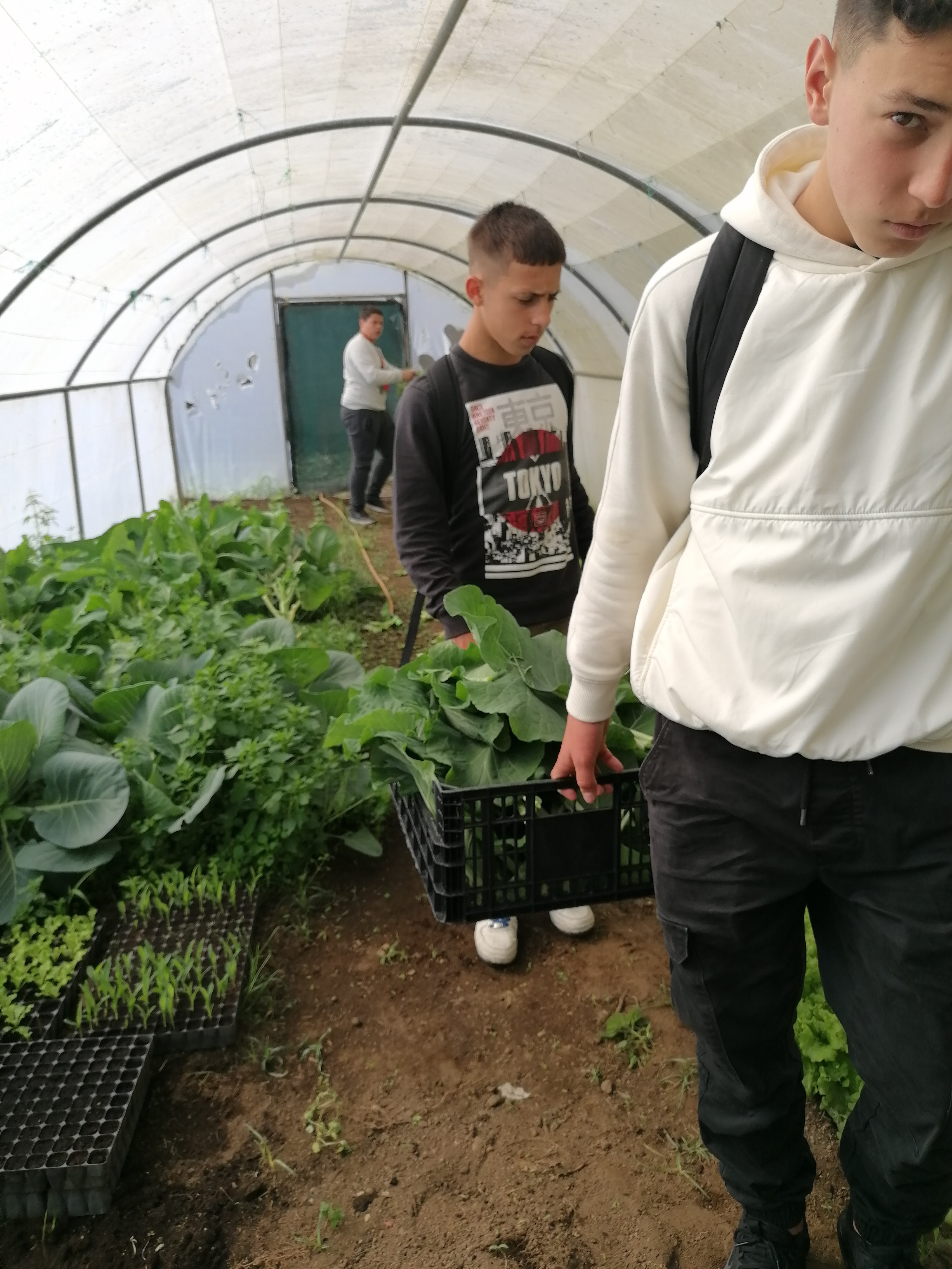 Colheita de hortícolas na estufa.