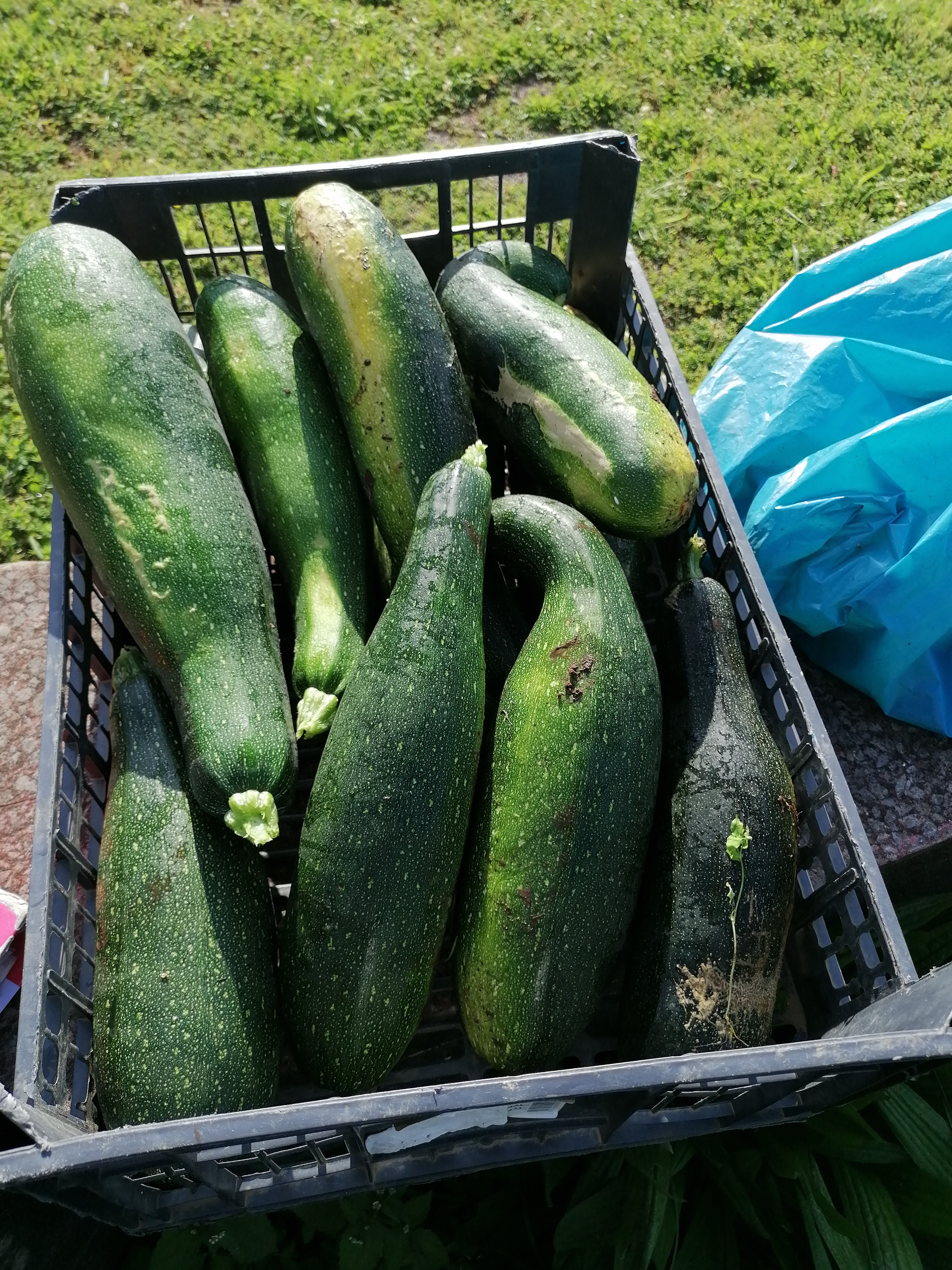 Colheita de courgettes.