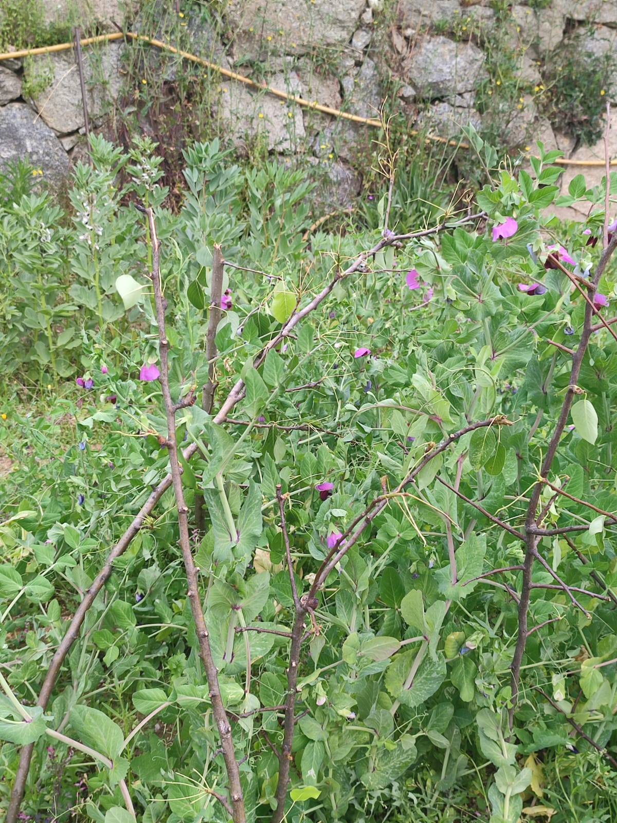 2-Faveiras e ervilheiras em flor