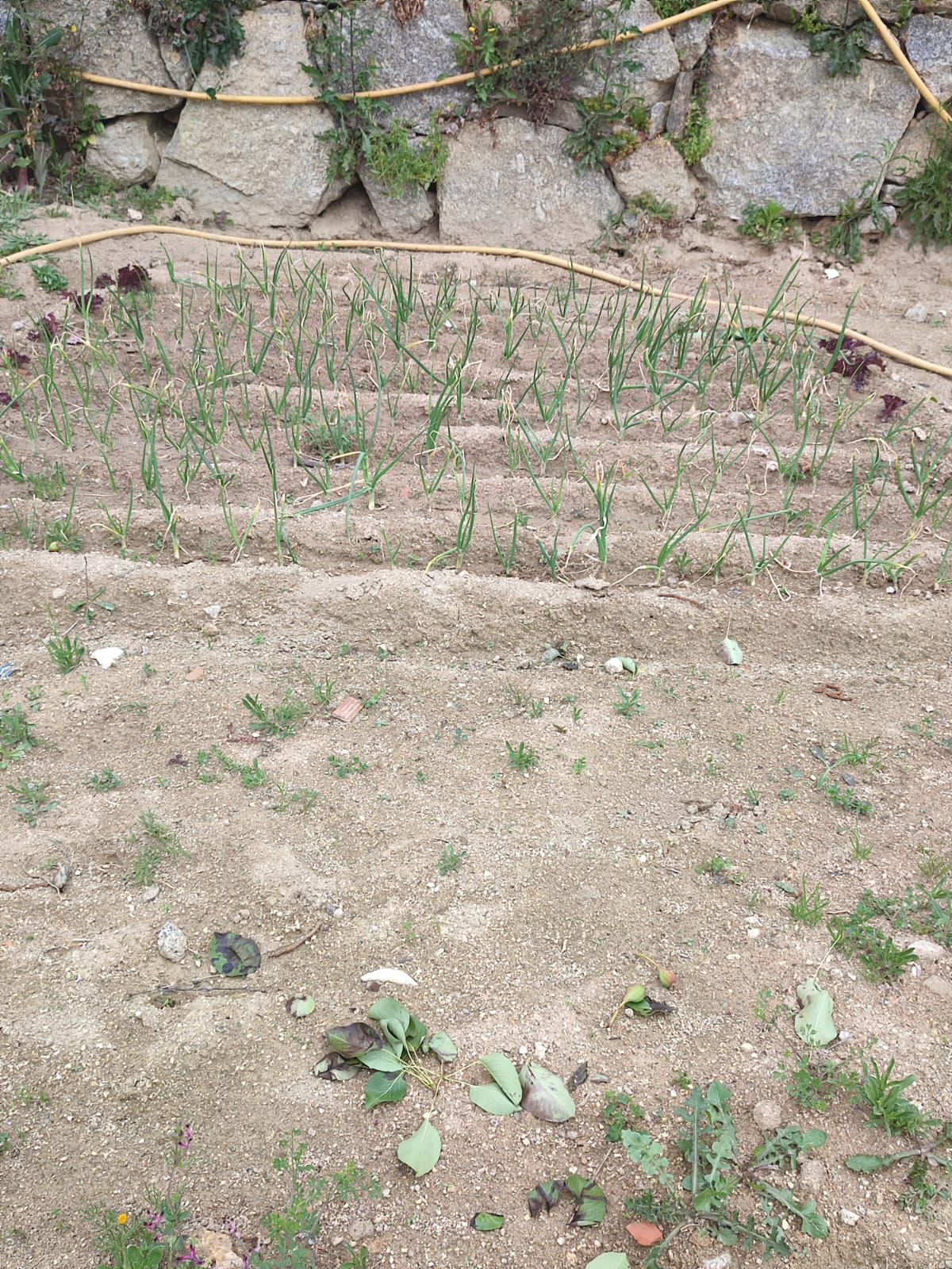 4-Plantação de cebolo