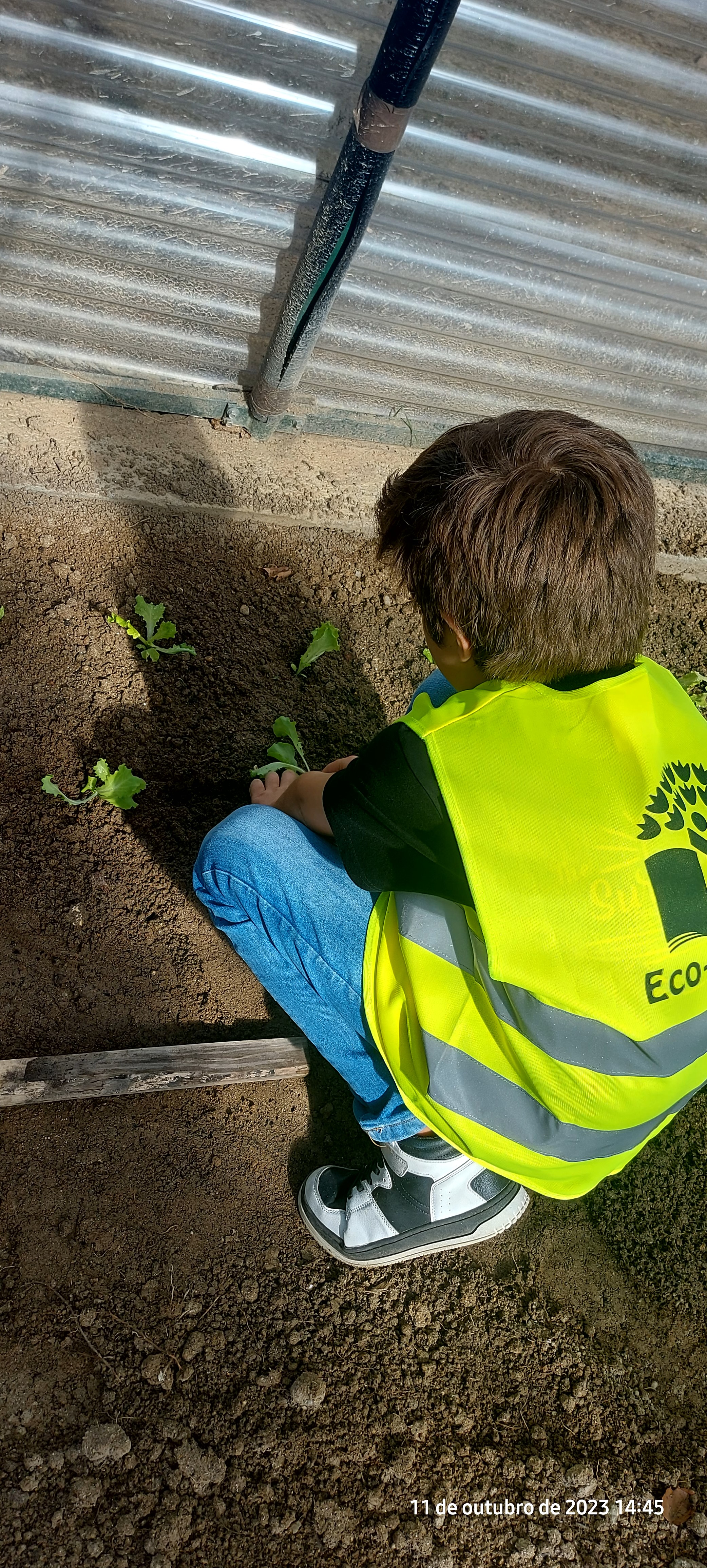 Plantação de alfaces