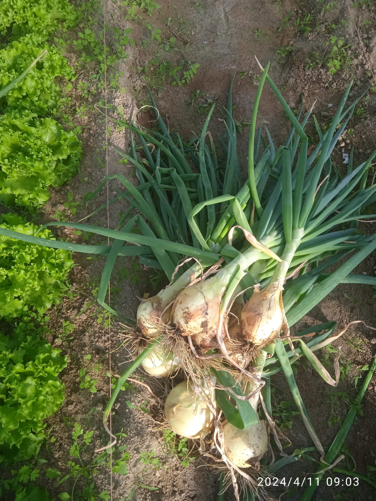Cebola para venda