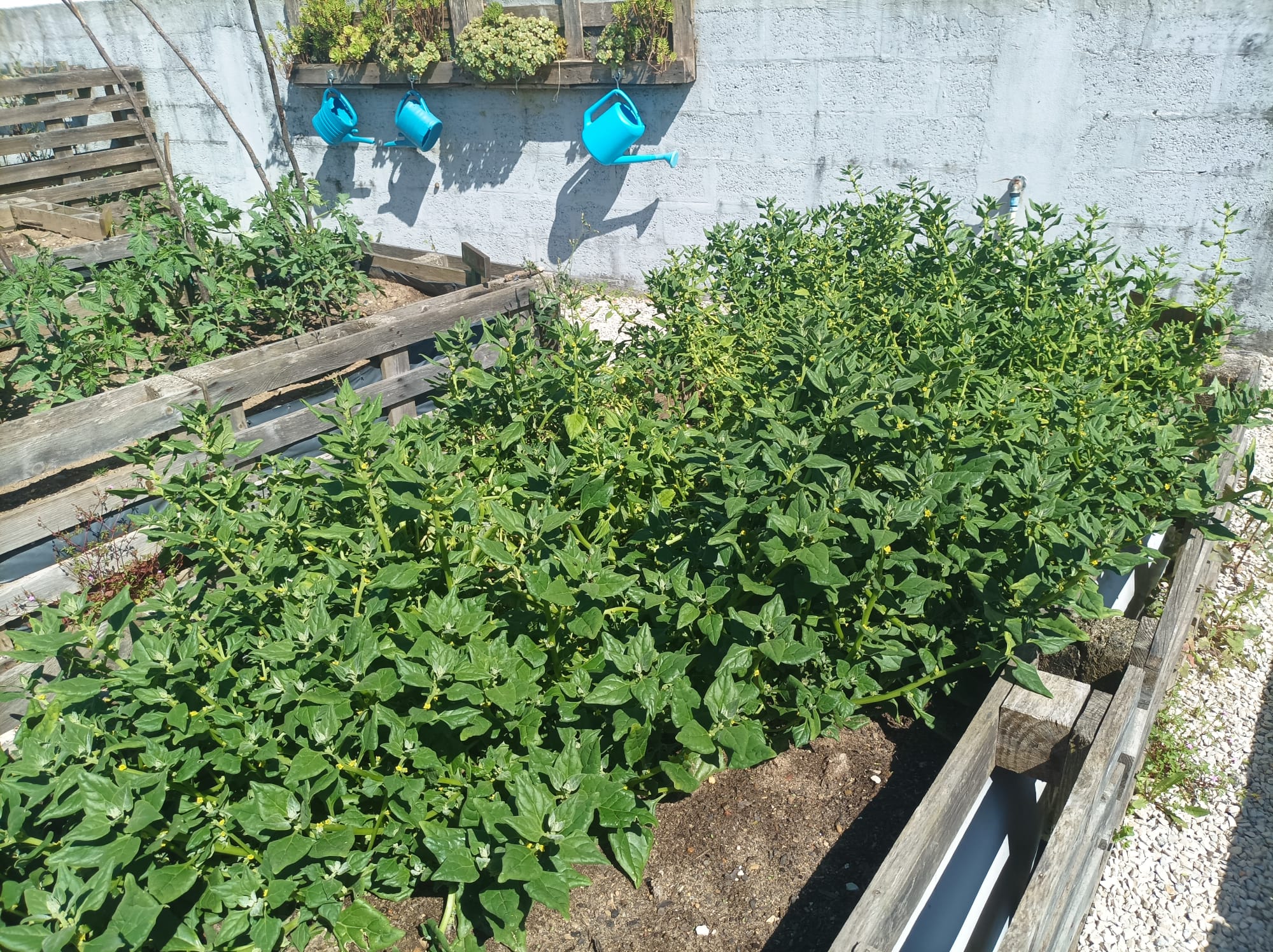 A Horta já começa a dar frutos!