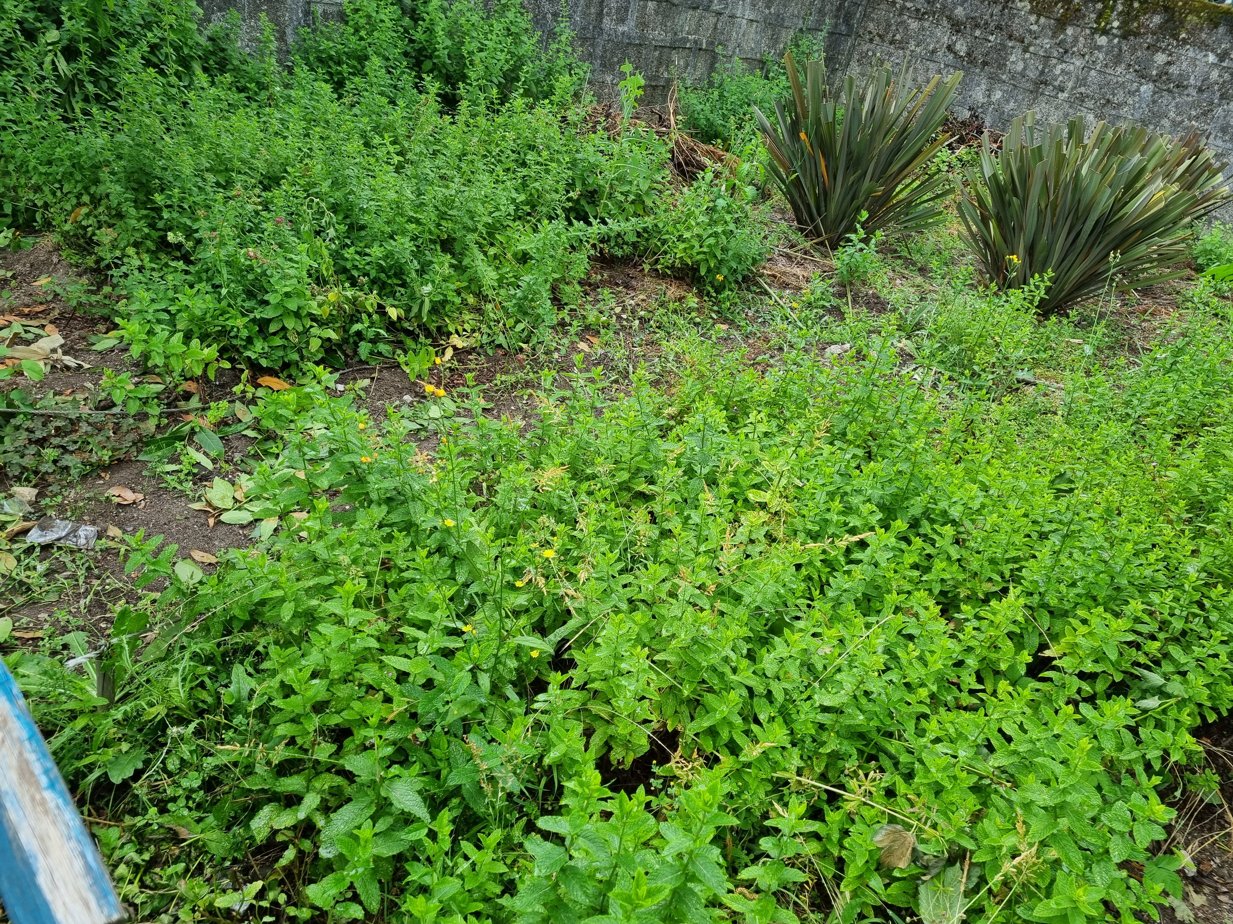 Canteiro das plantas aromáticas.